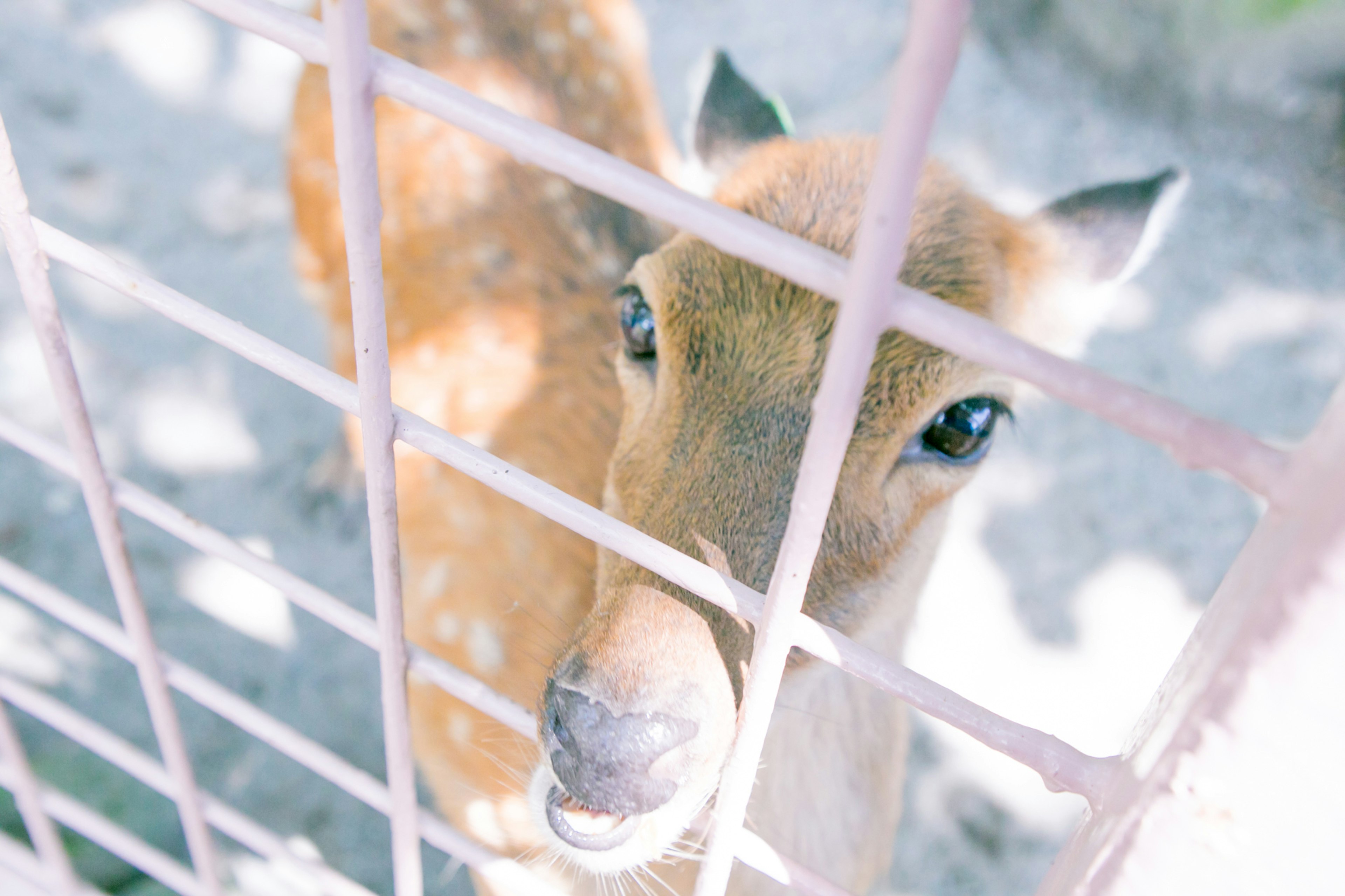 Un jeune cerf regardant à travers une clôture en métal