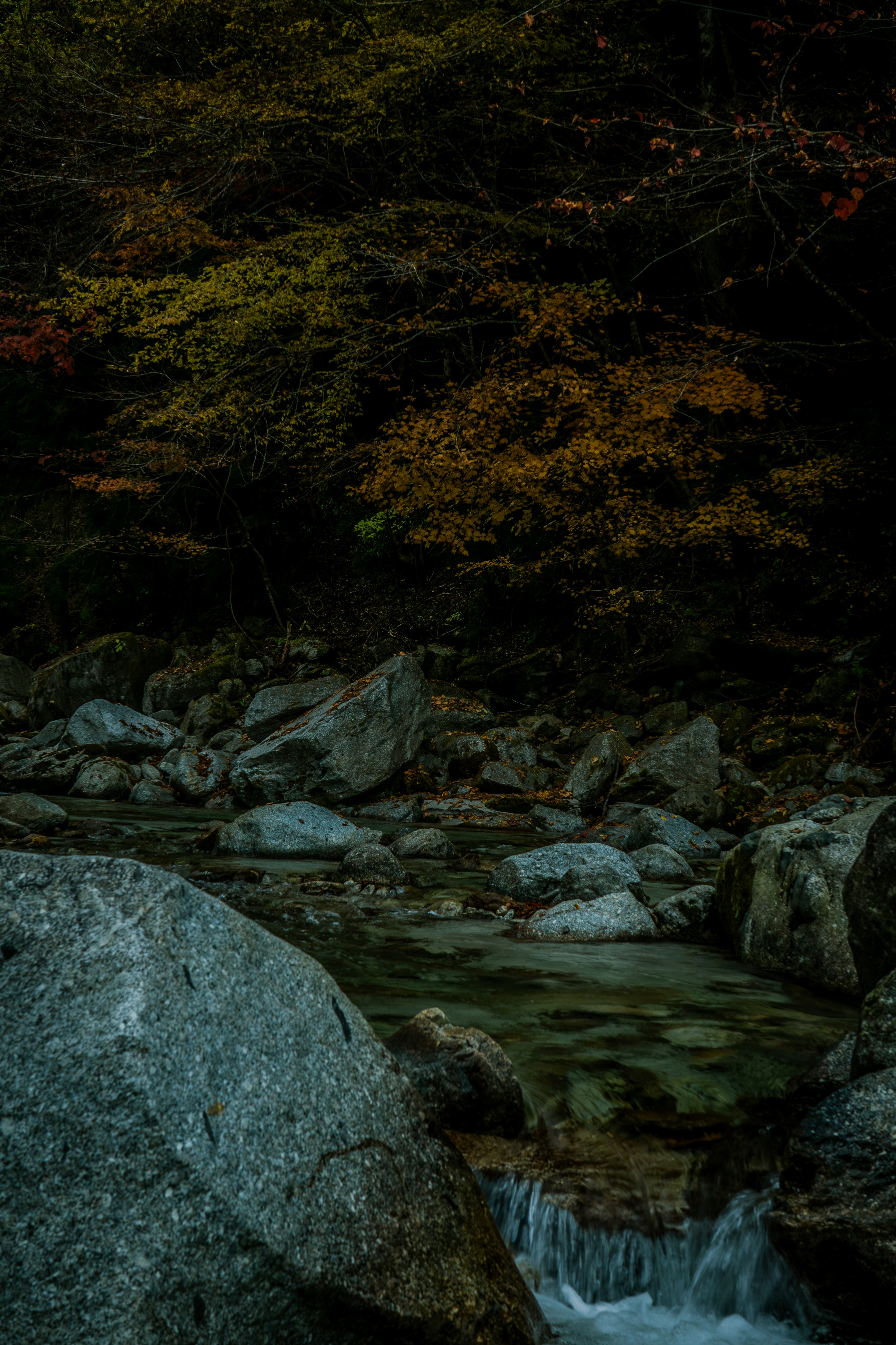 Stream flowing through a dark forest with rocks