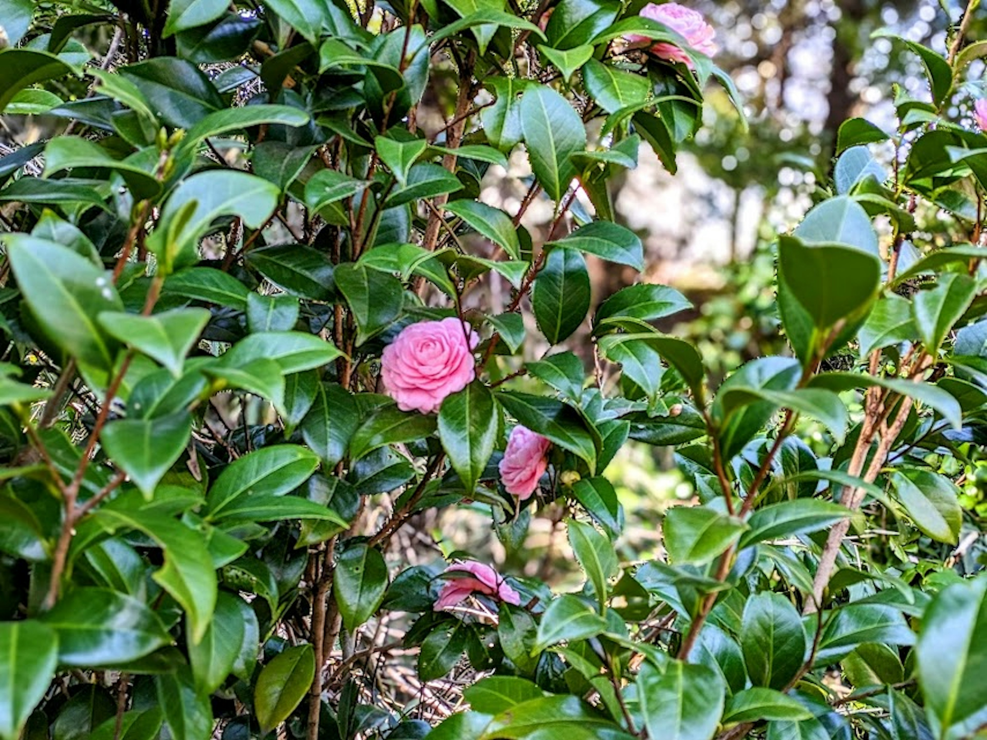 Bunga camelia merah muda dikelilingi oleh daun hijau subur