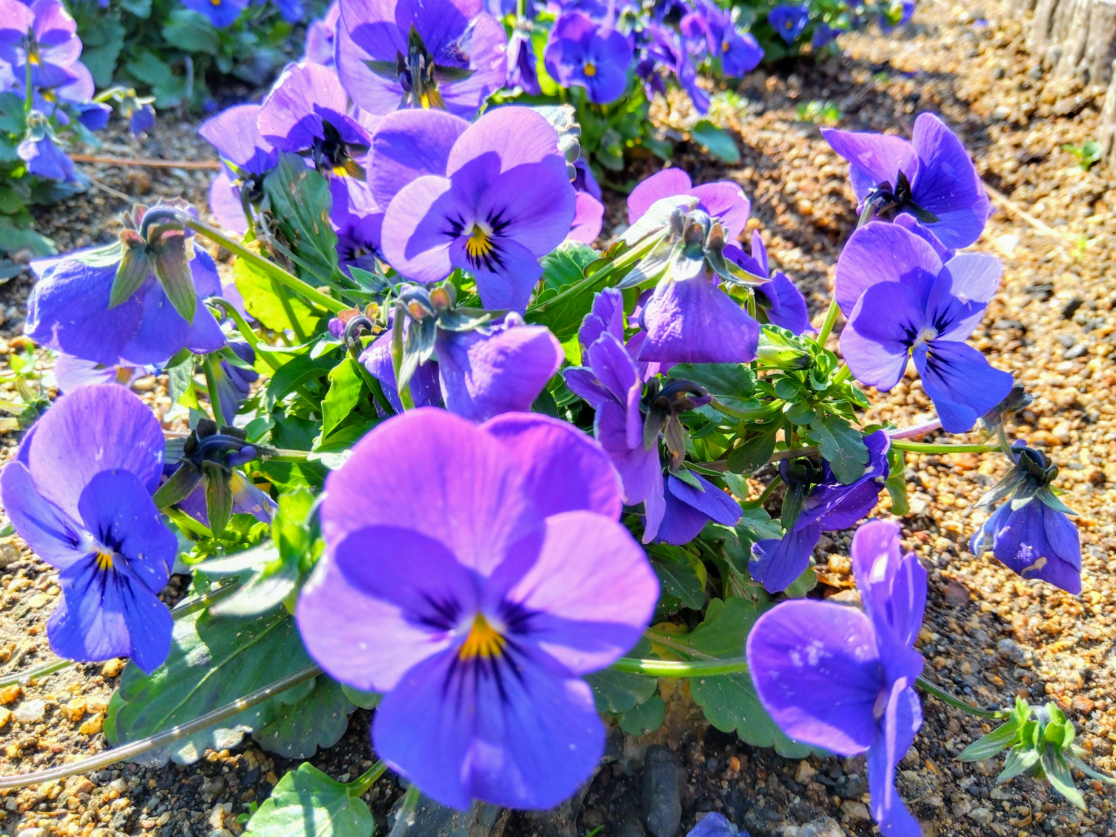 Pemandangan taman dengan bunga pansy ungu yang mekar