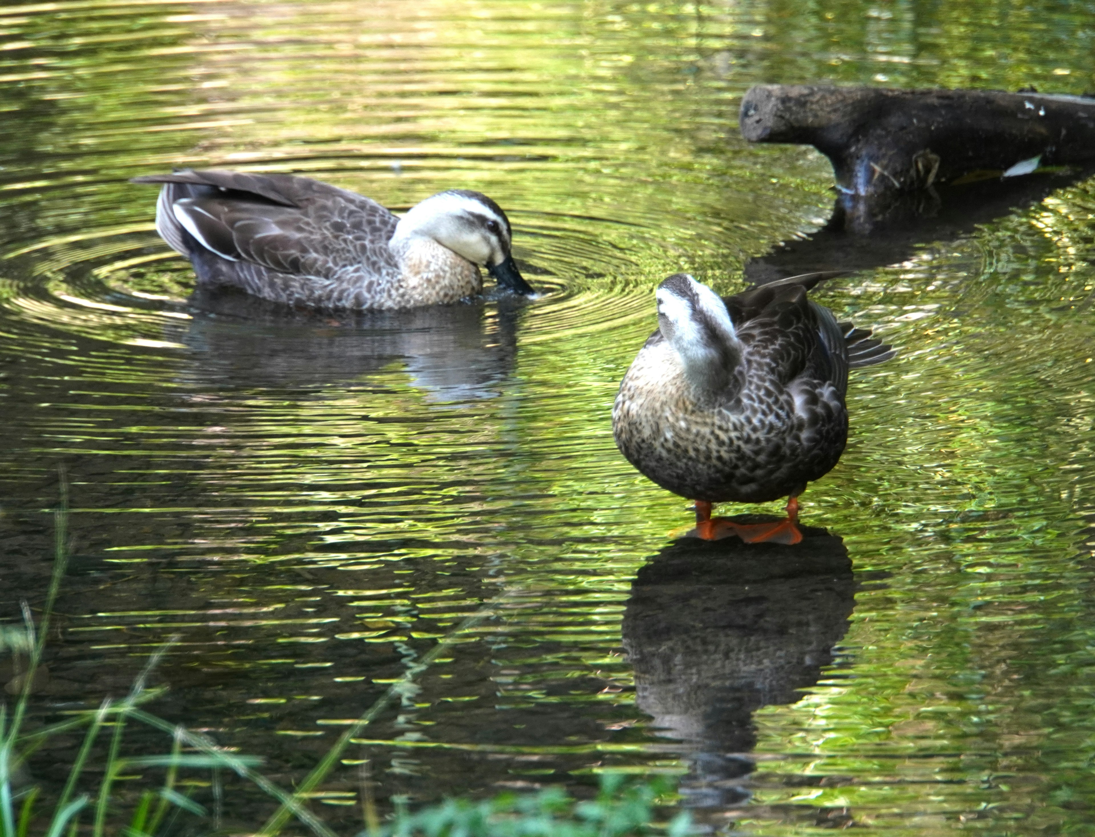 Anatre che nuotano in uno stagno tranquillo circondato da erba verde e increspature