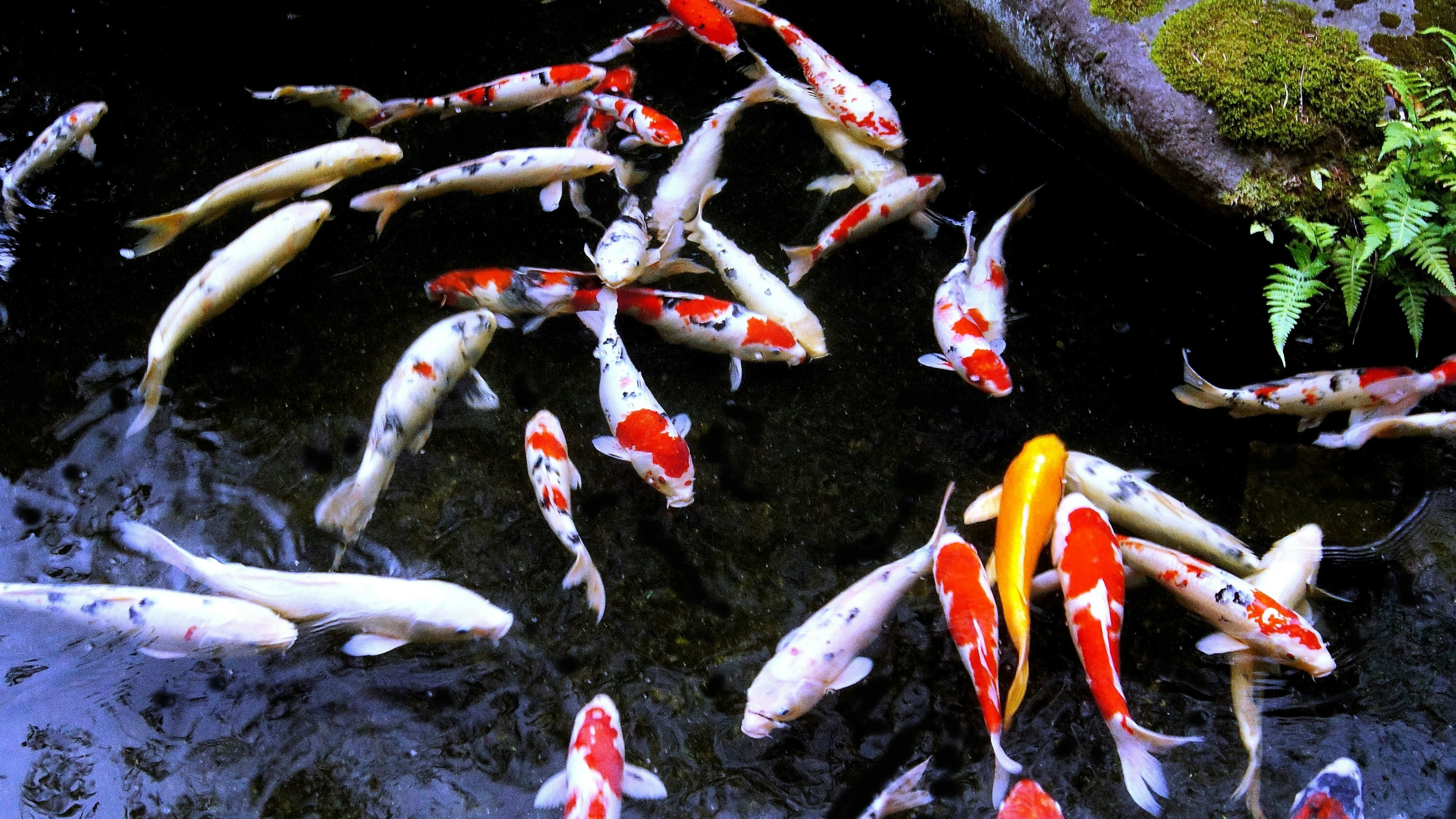 Bunte Koi-Fische schwimmen in einem Teich