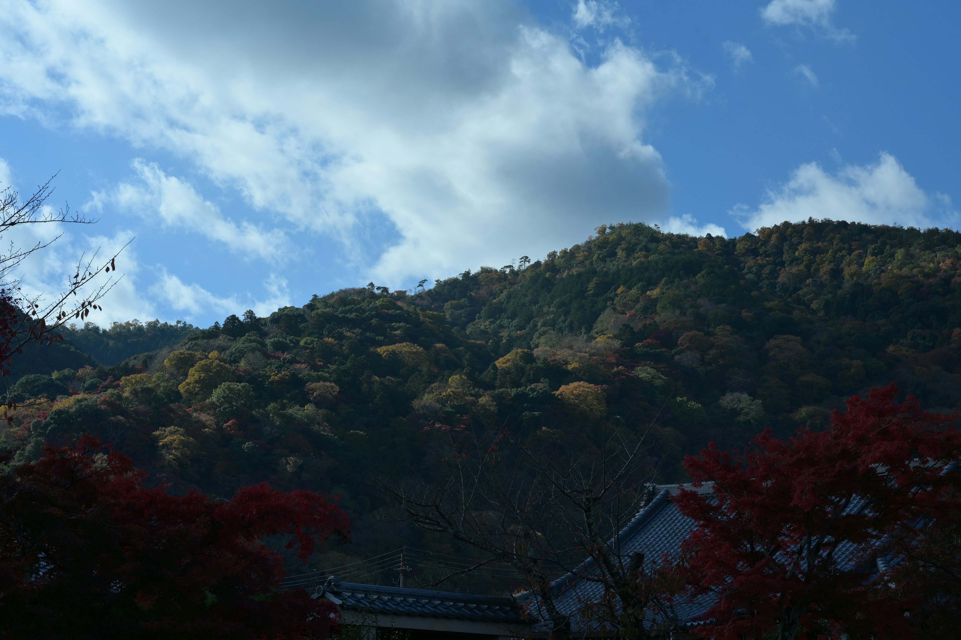 青空と雲の下に色づいた山と紅葉の木