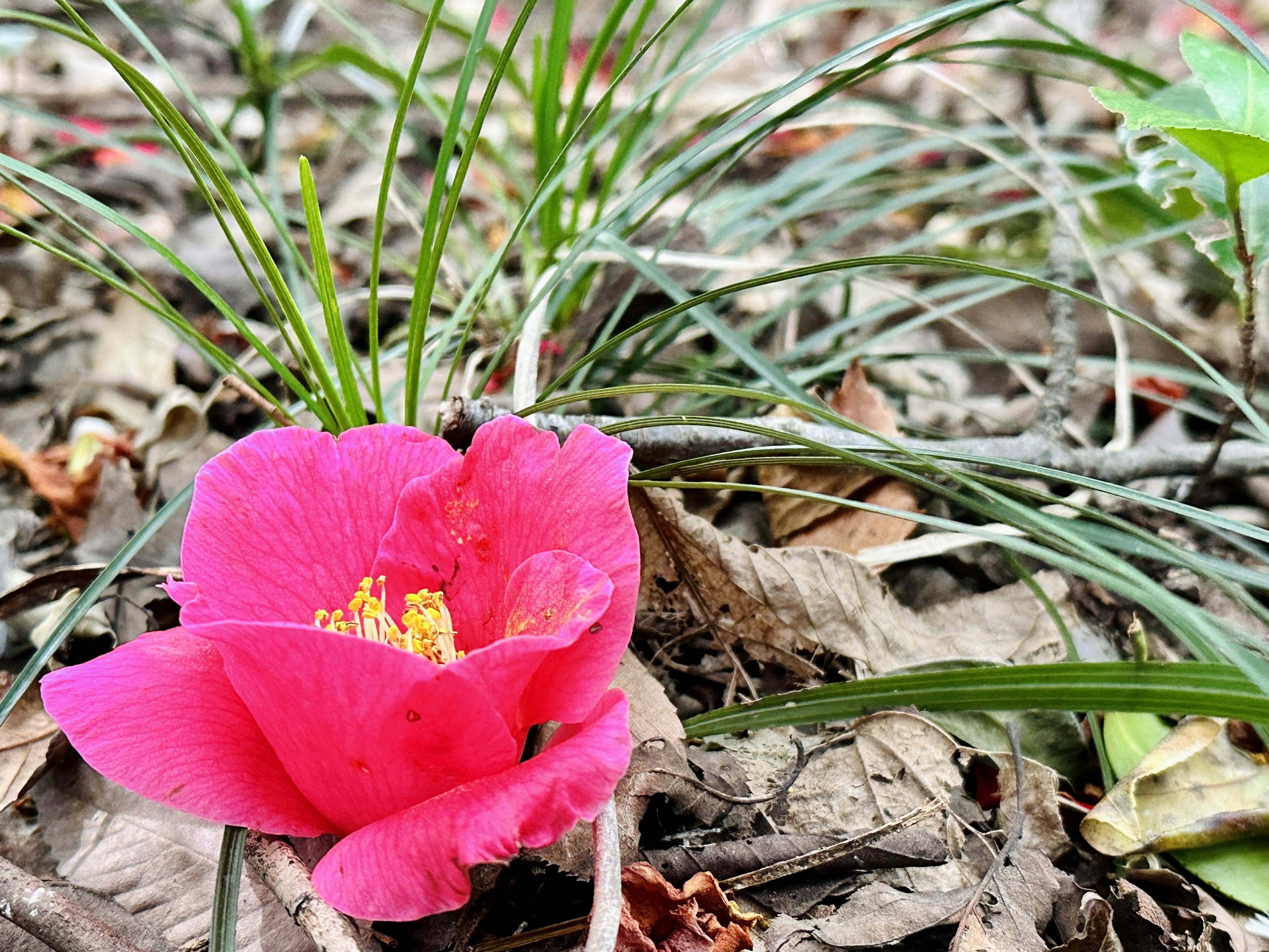 Bunga pink cerah terletak di tanah dikelilingi rumput hijau dan daun kering