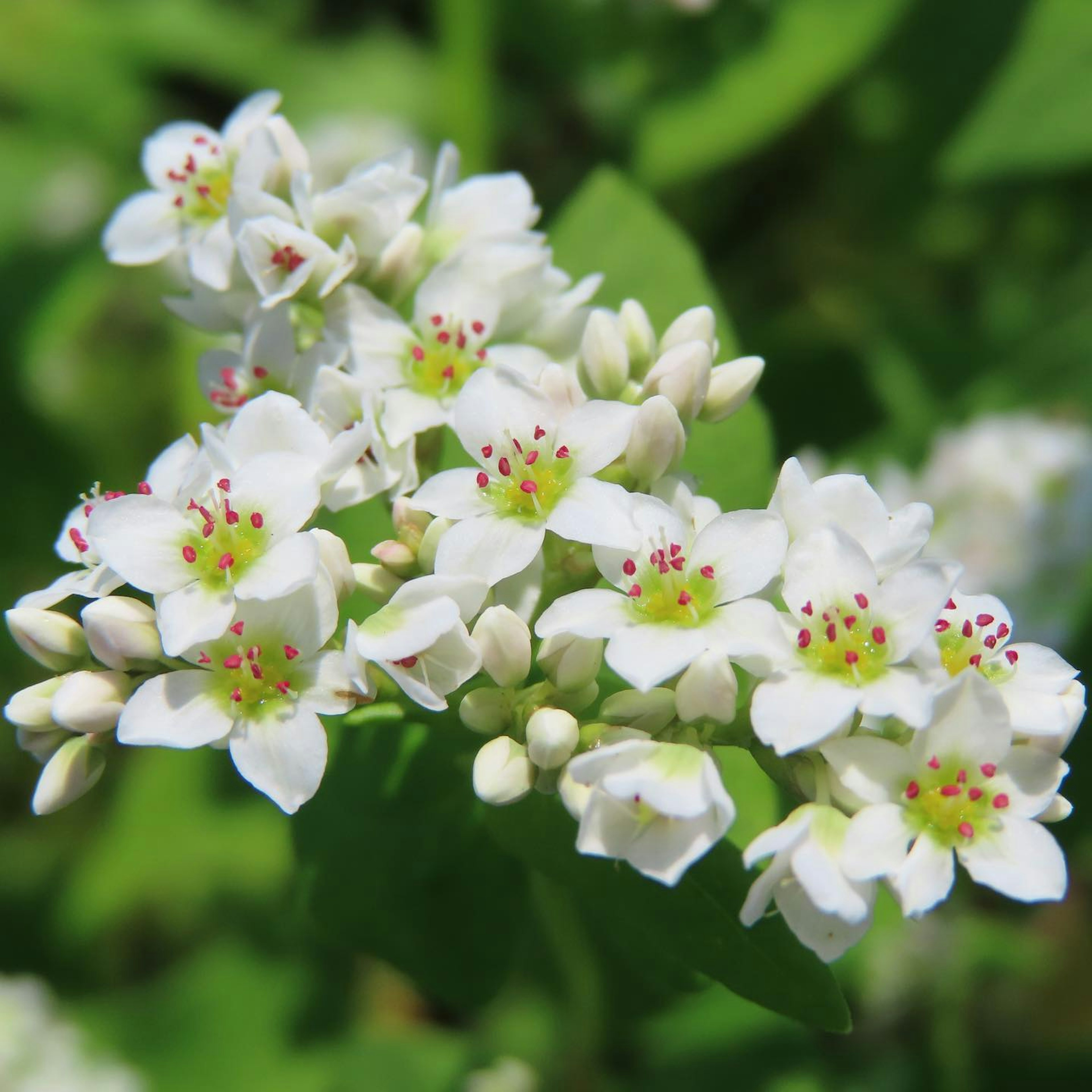 Acercamiento de hermosas flores blancas con acentos verdes contra un fondo verde difuso