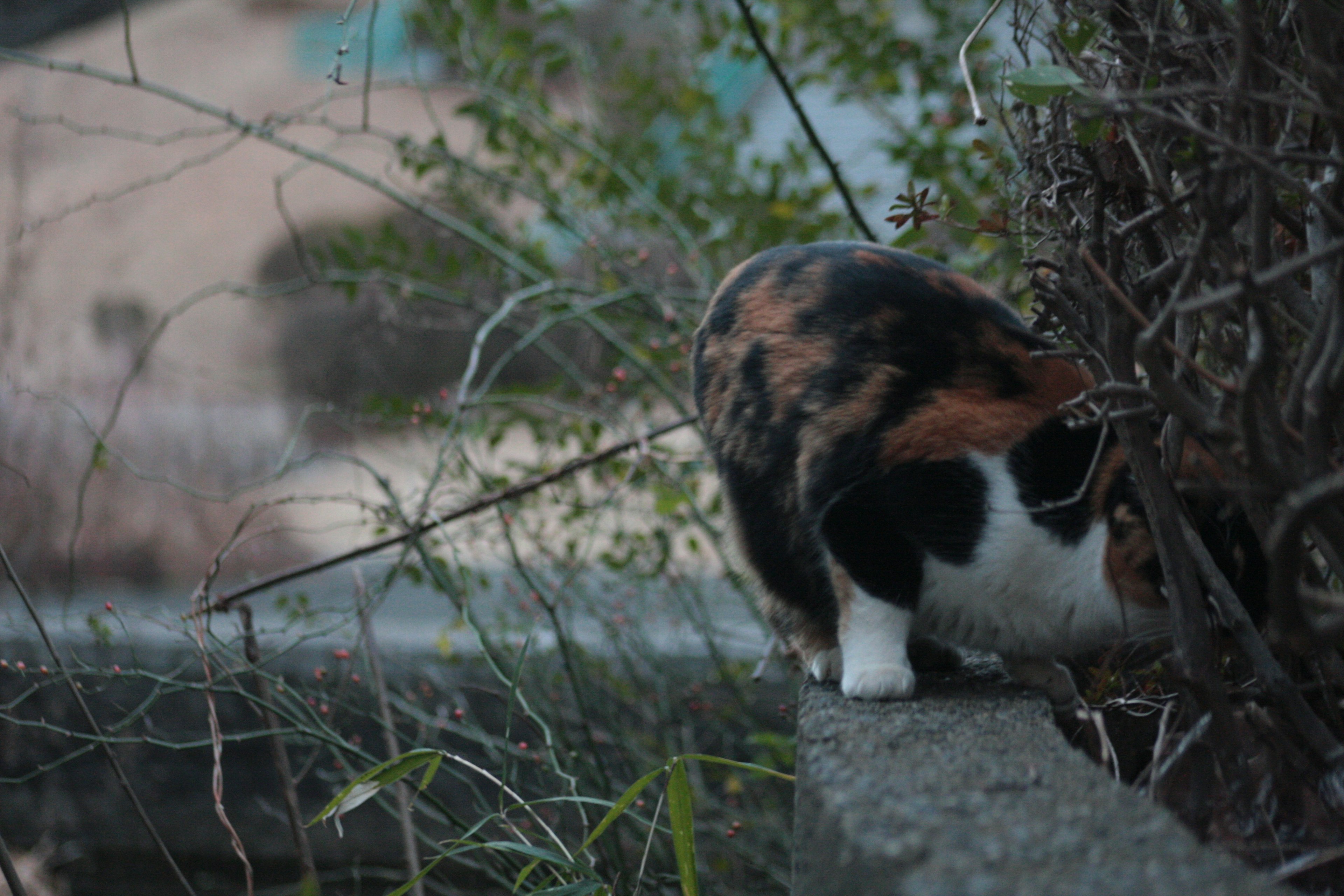 Un gato calico caminando sobre un borde de piedra rodeado de follaje