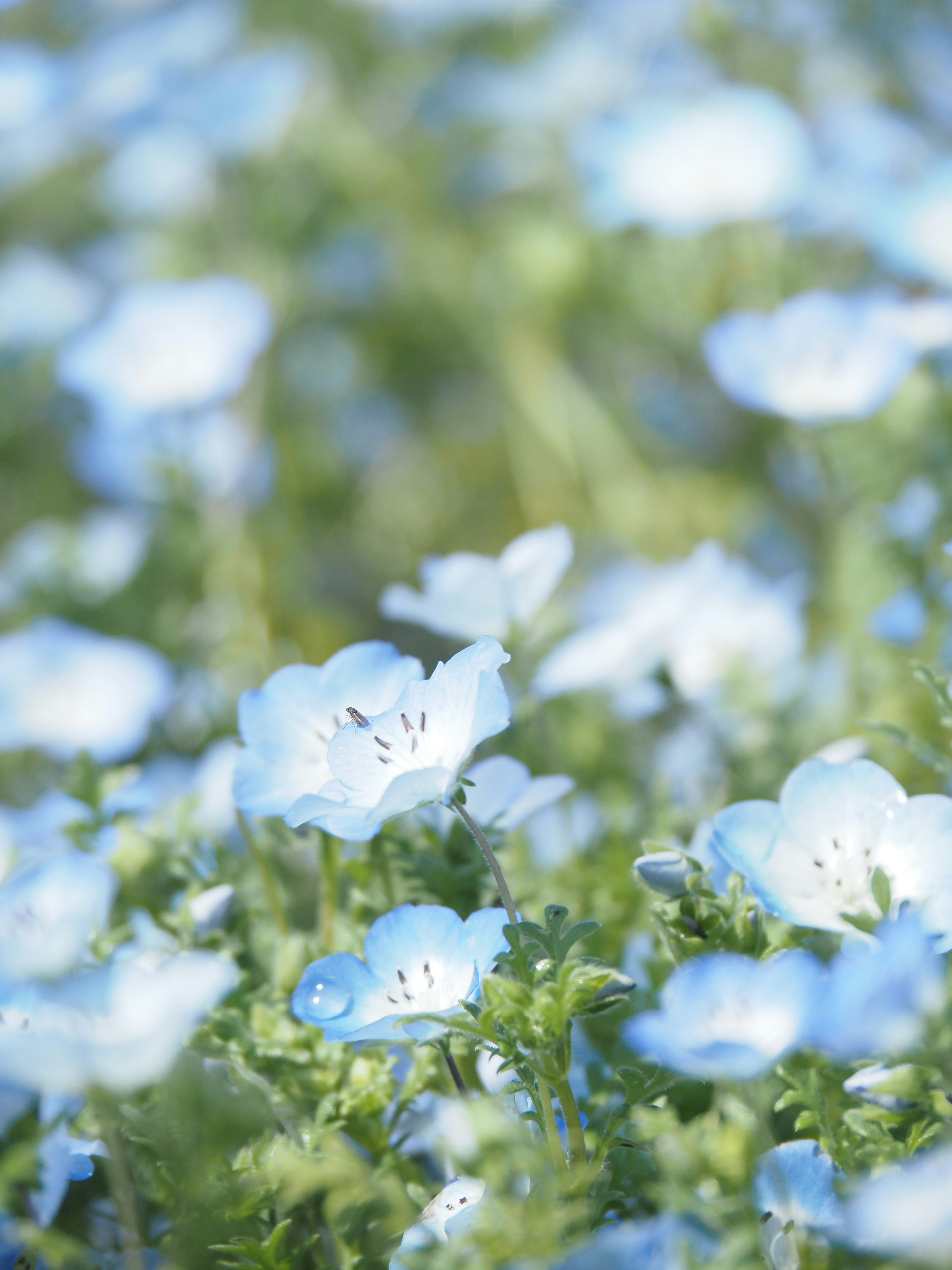 Nahaufnahme eines Feldes mit blauen Blumen