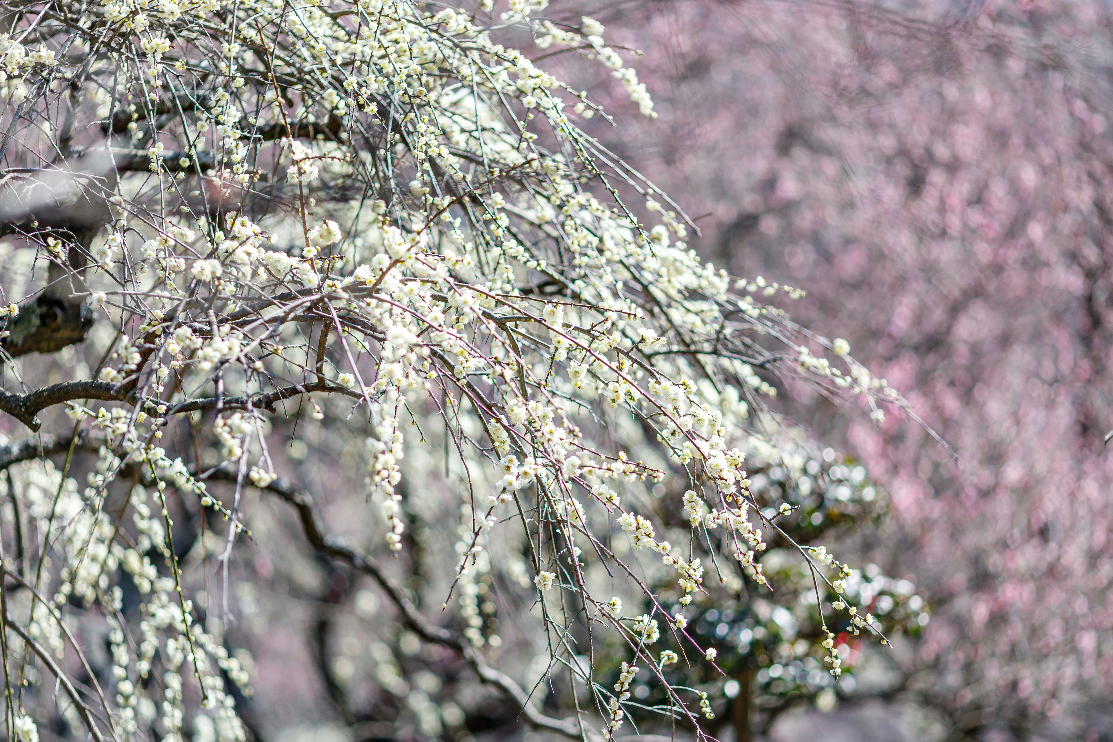 Ramas de flores blancas con un fondo rosa suave en un entorno primaveral