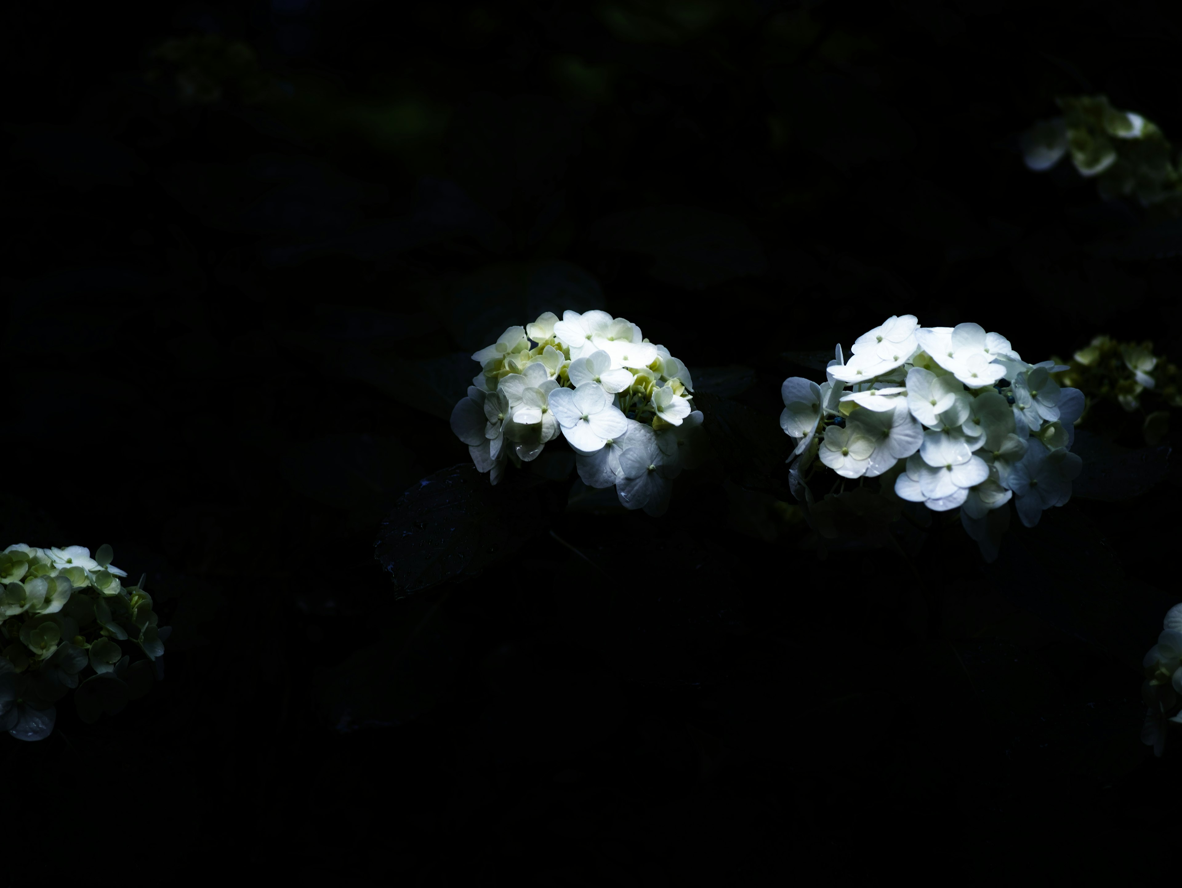 Clusters of white flowers floating against a dark background