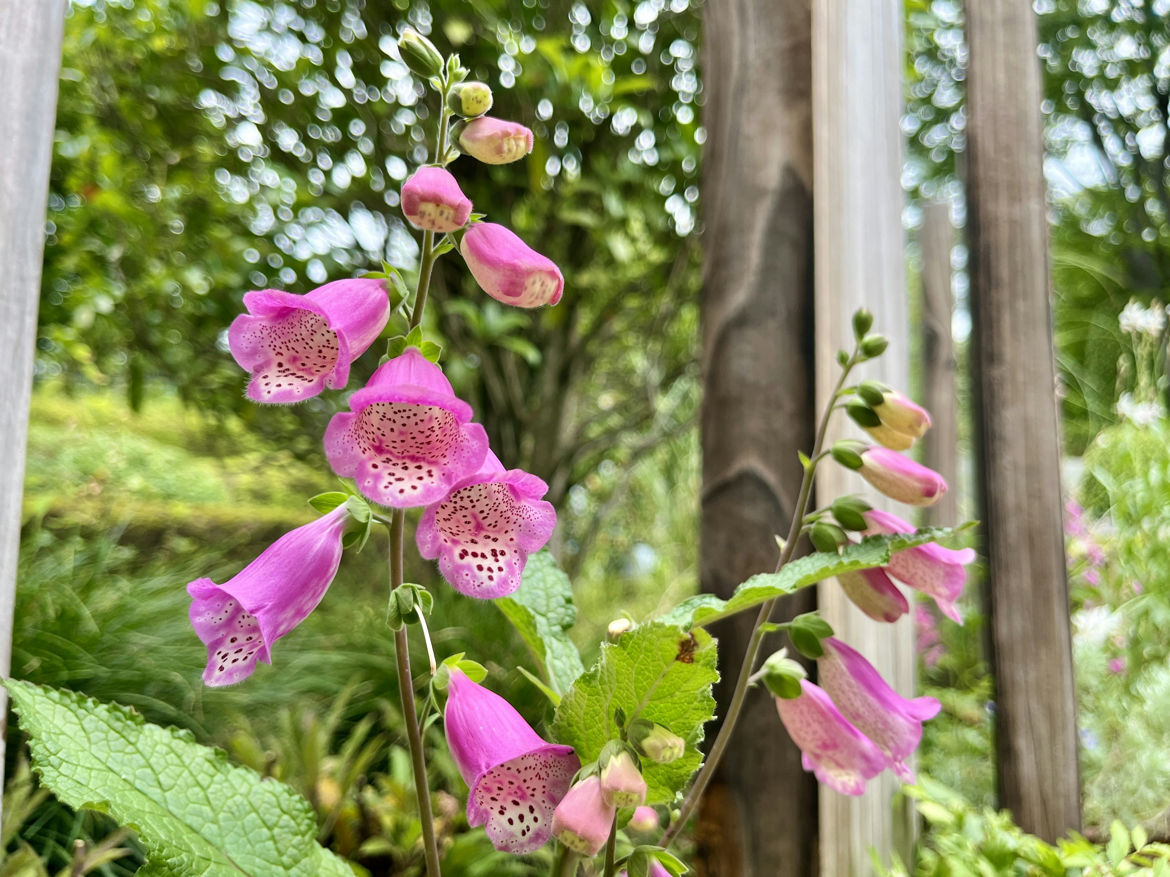 Close-up of beautiful pink flowers blooming with green foliage in the background