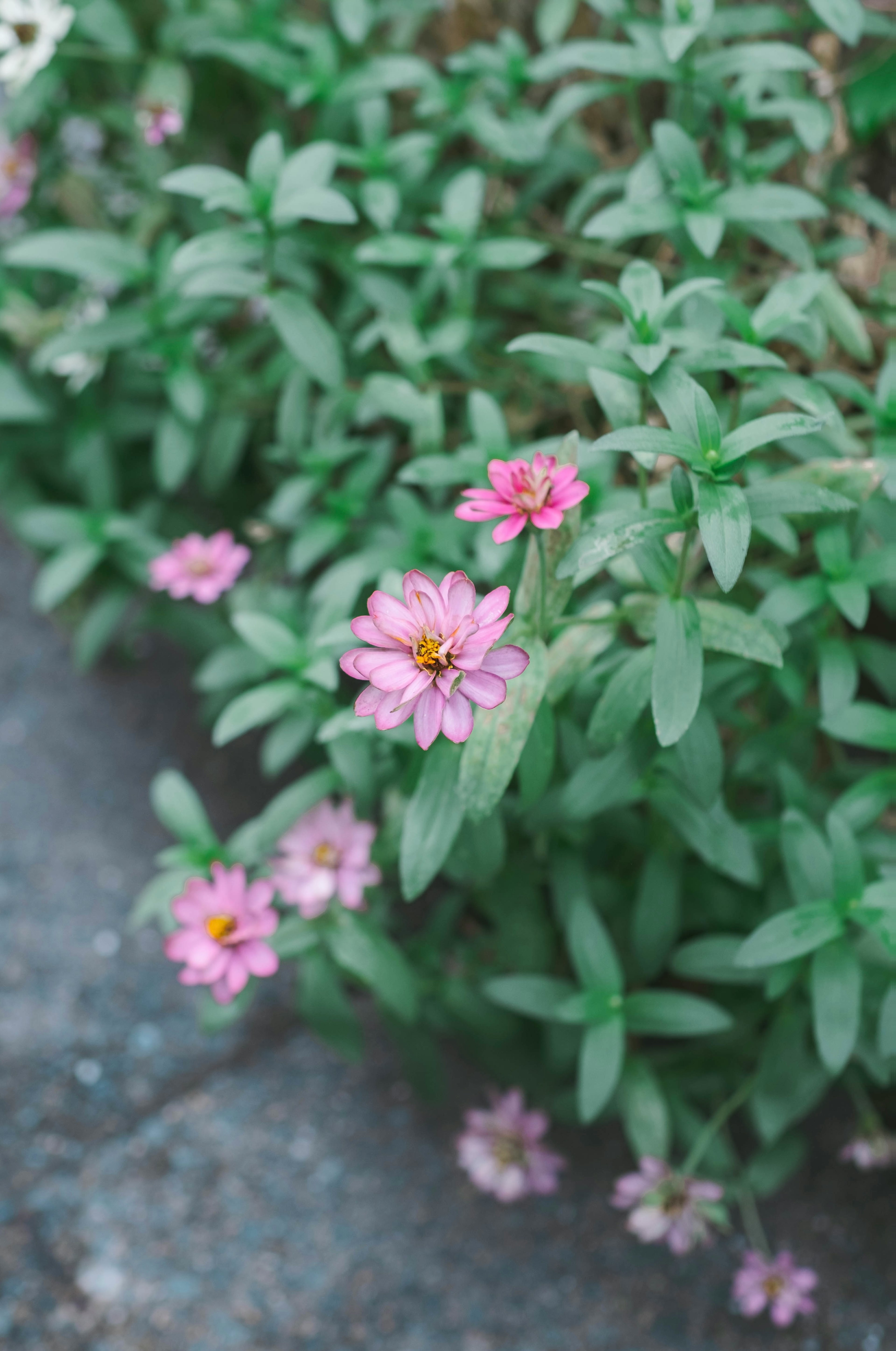 緑の葉の間に咲く小さなピンクの花々