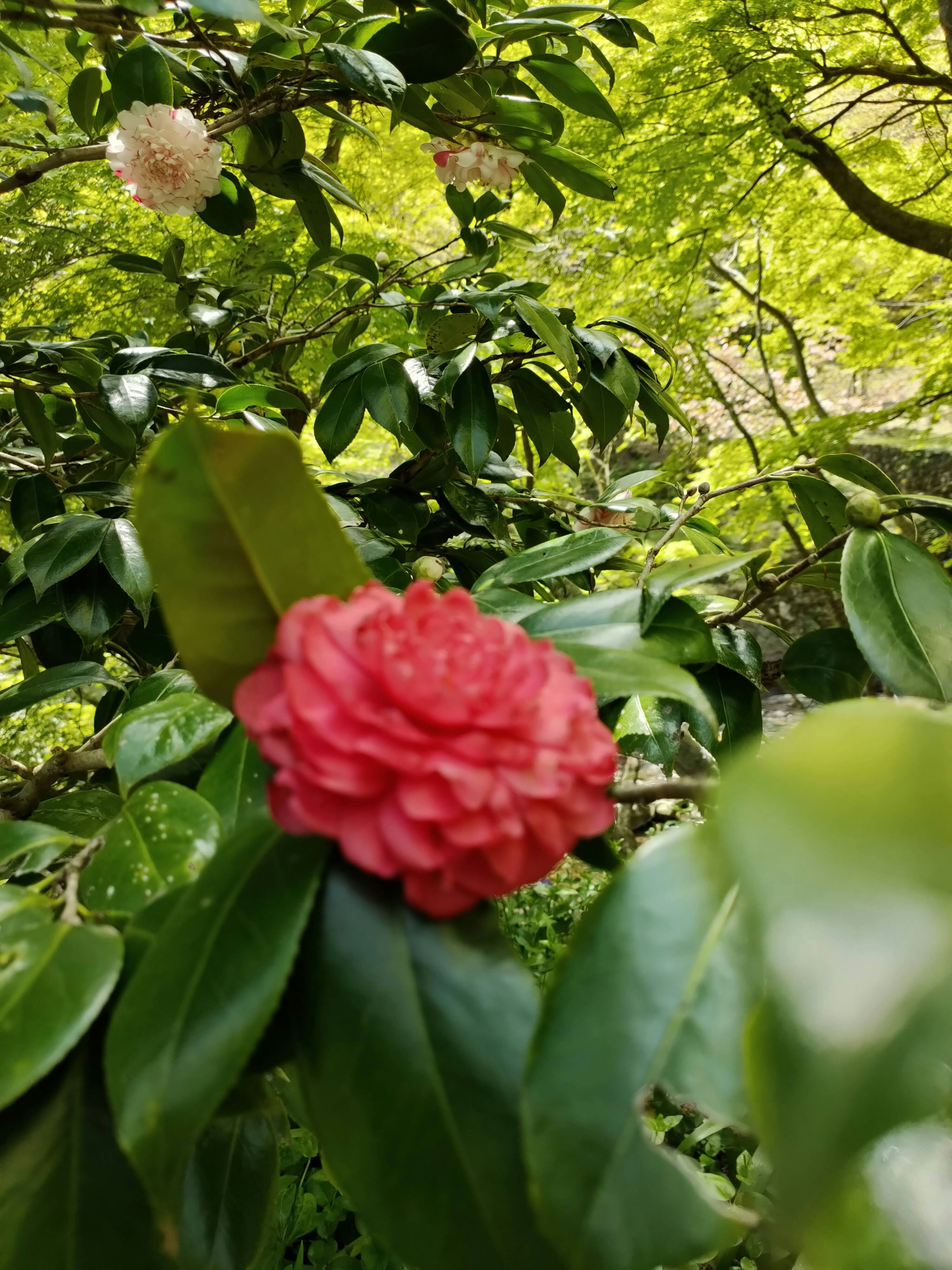 Vibrant red camellia flower with green leaves in a natural setting