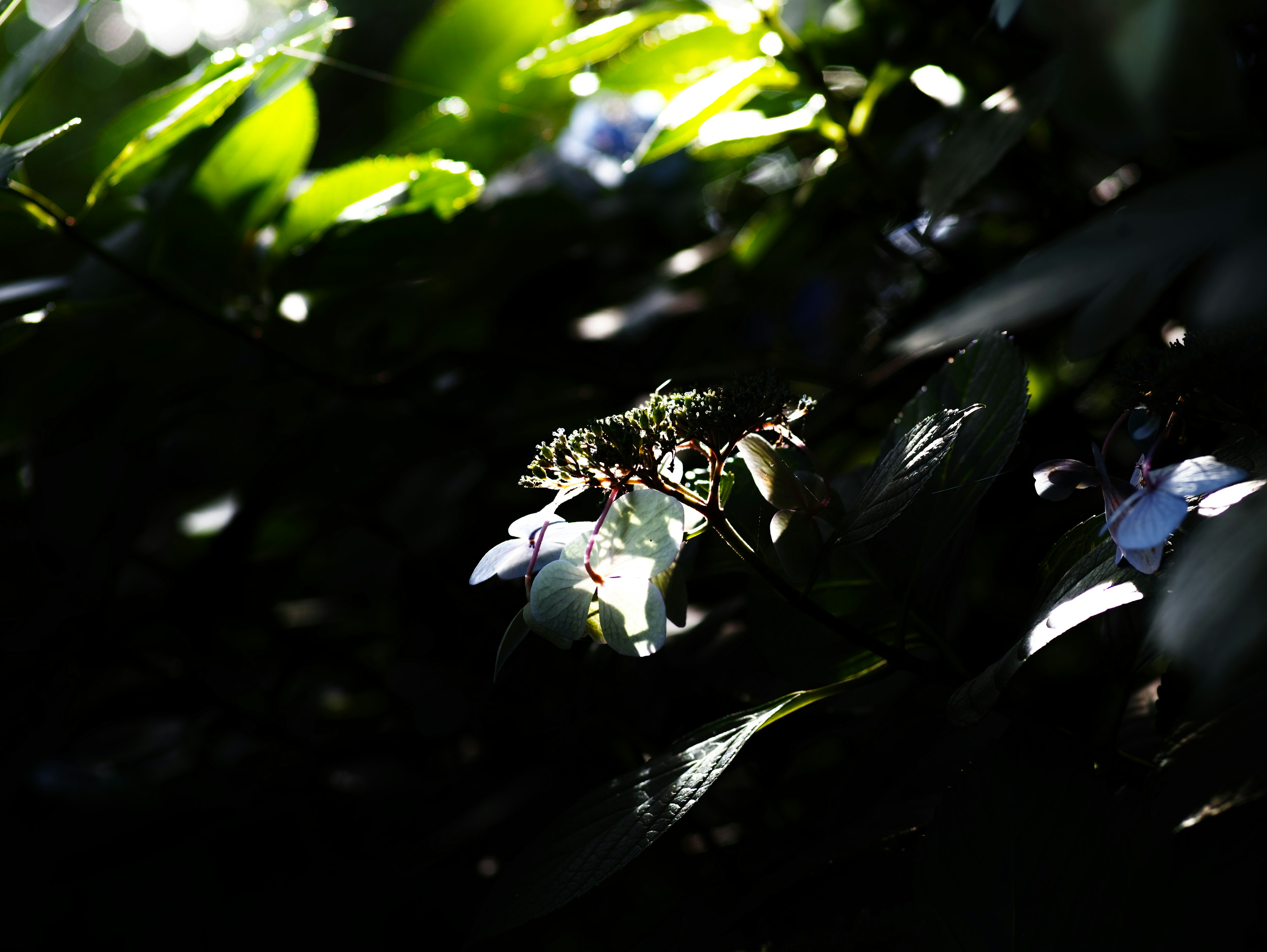 Contrast of leaves and light against a dark background