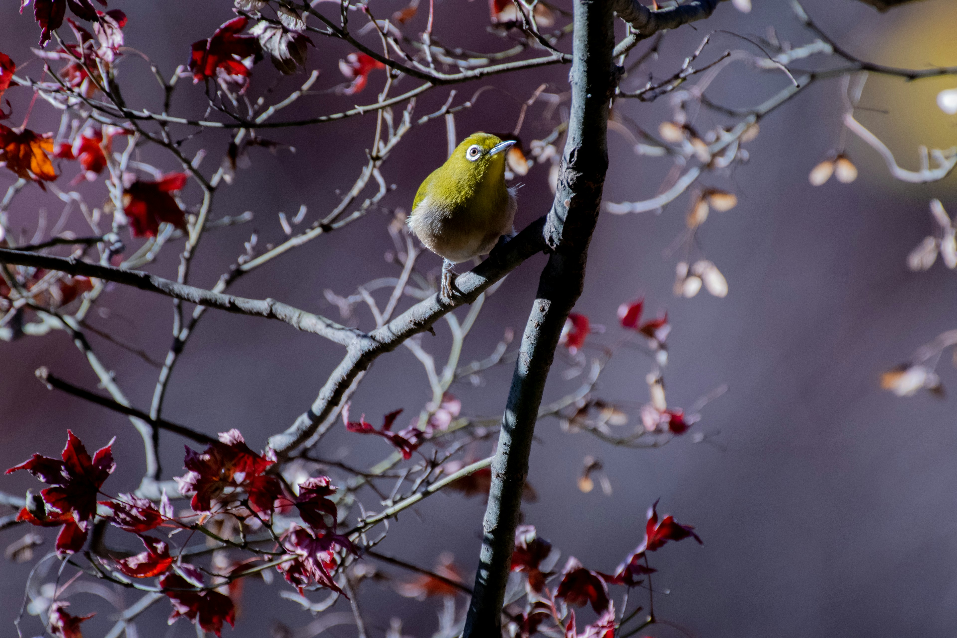 Piccolo uccello giallo appollaiato su un albero con foglie rosse