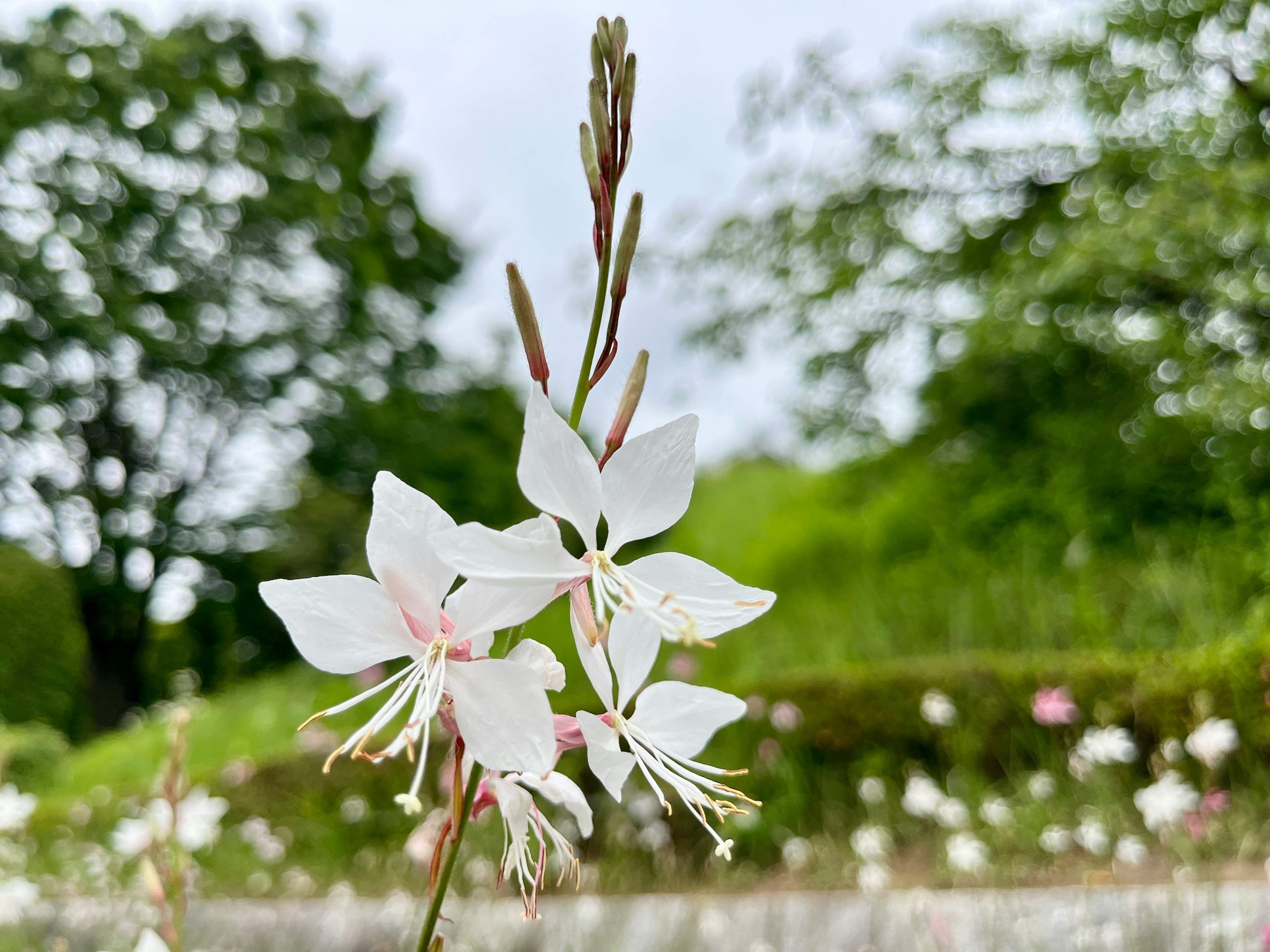 白い花が咲いている植物のクローズアップ 緑の背景