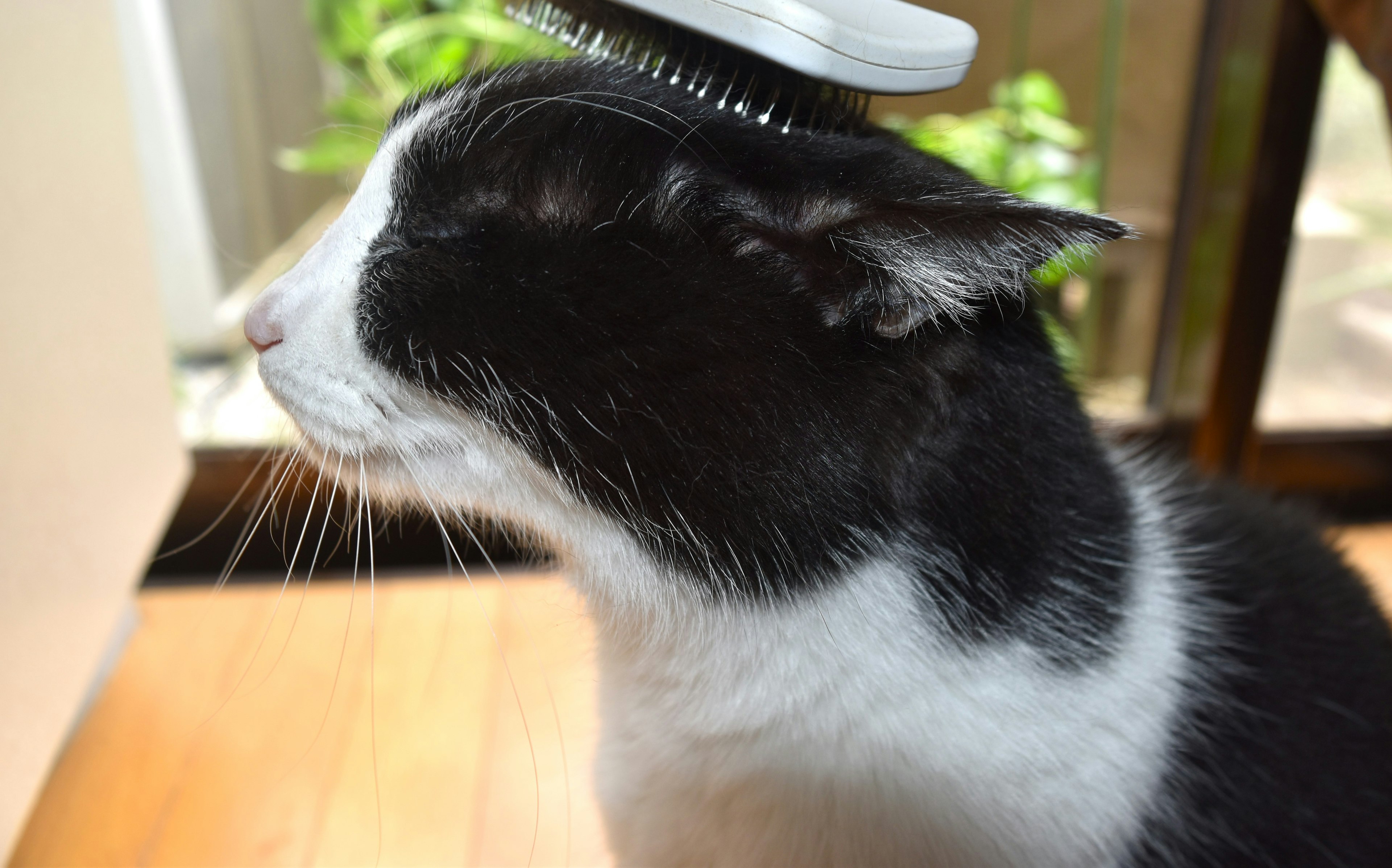 Black and white cat being groomed with a brush