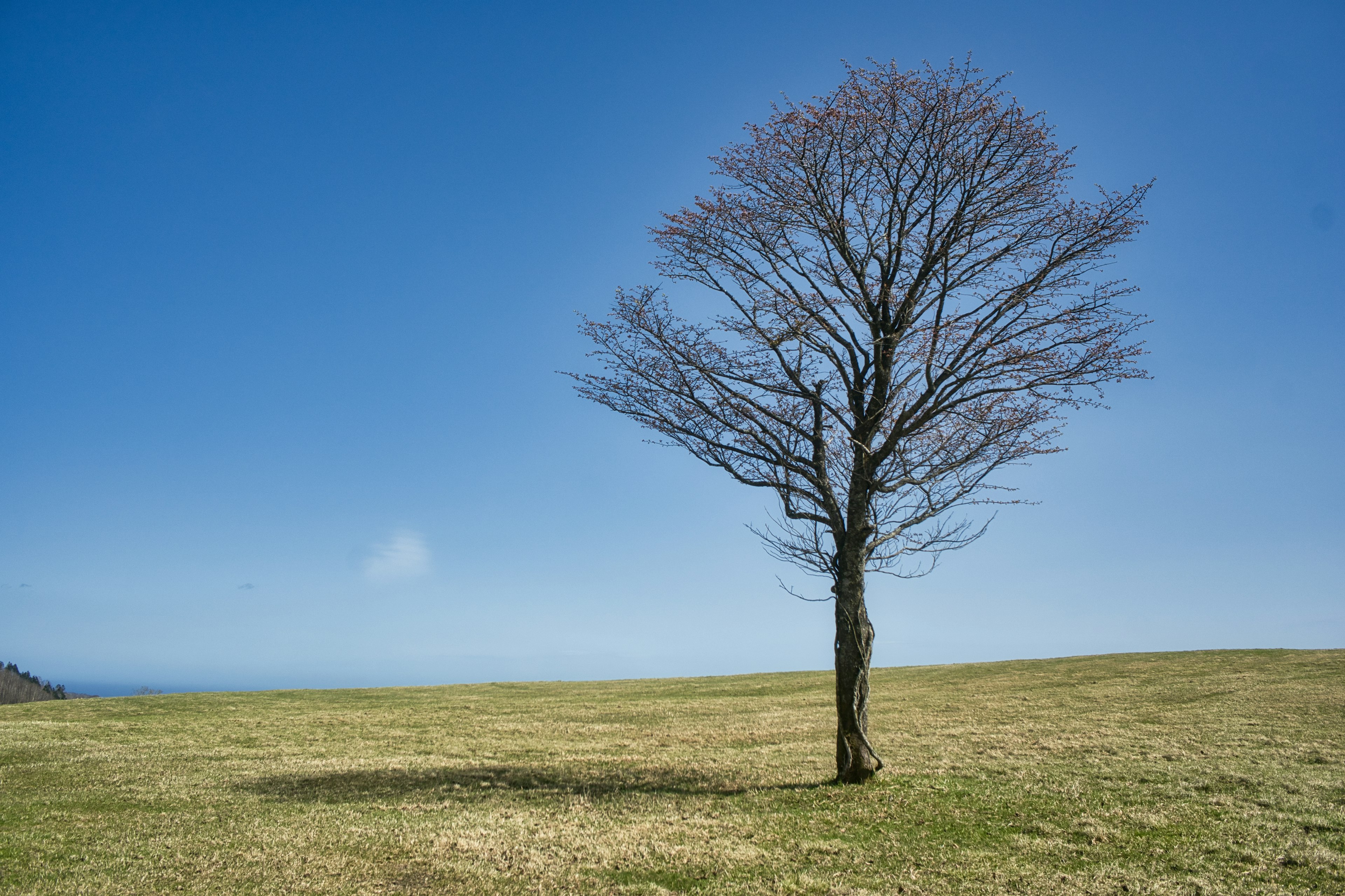 Un árbol solitario y seco bajo un cielo azul con un amplio campo de hierba