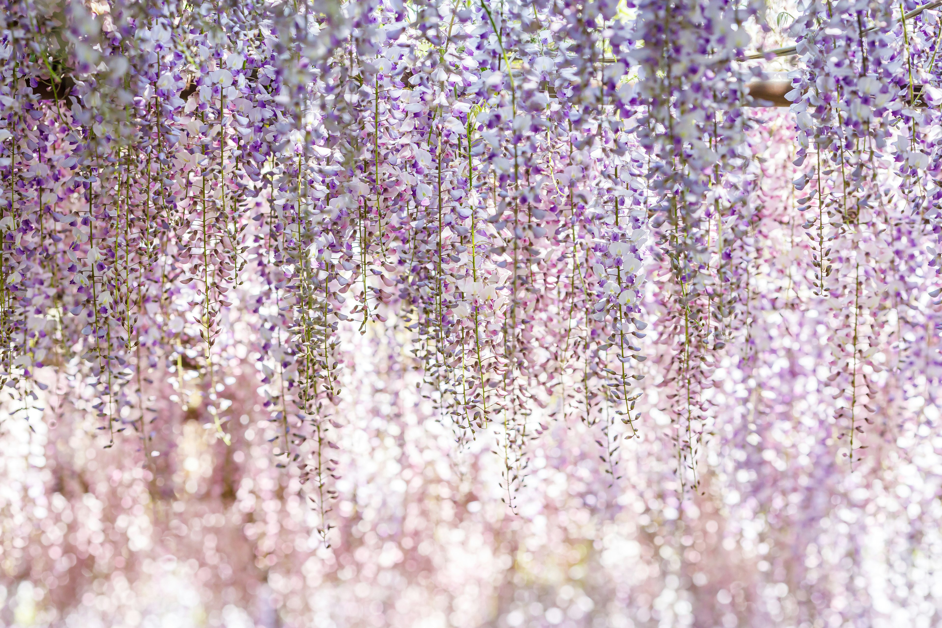 A beautiful scene of cascading light purple flowers