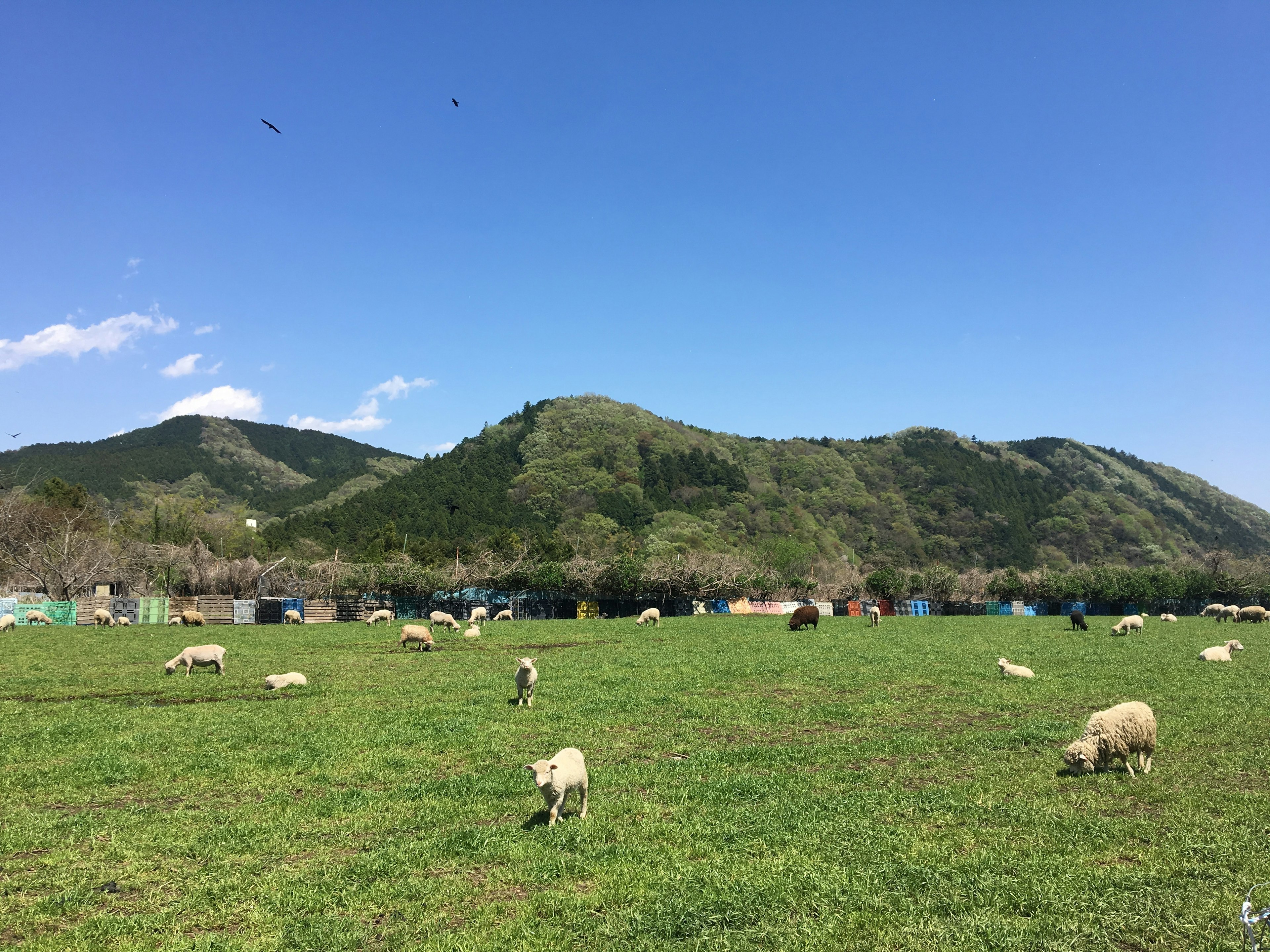 Eine Landschaft mit Schafen, die auf grünem Gras unter einem blauen Himmel grasen