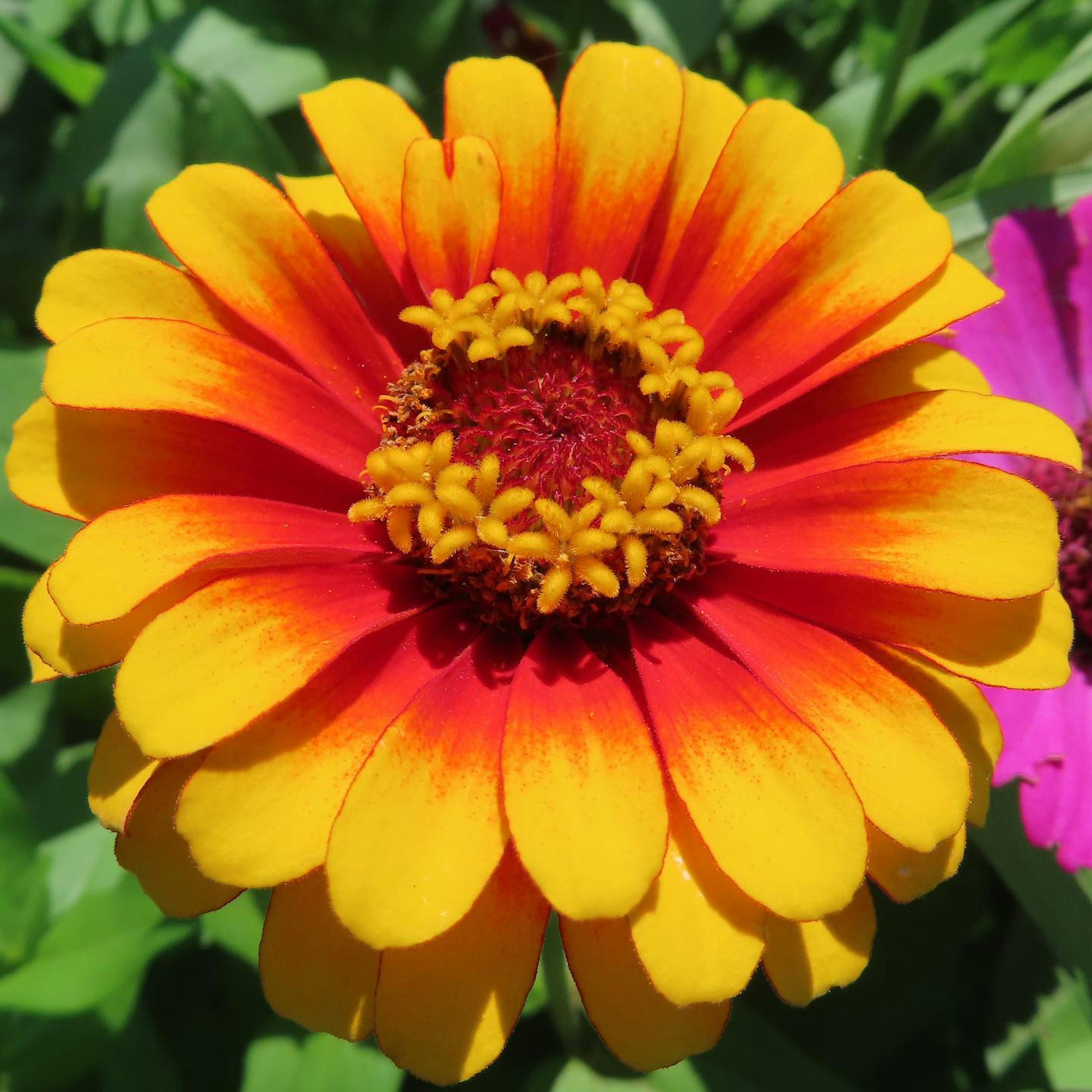 Close-up of a vibrant orange and yellow zinnia flower