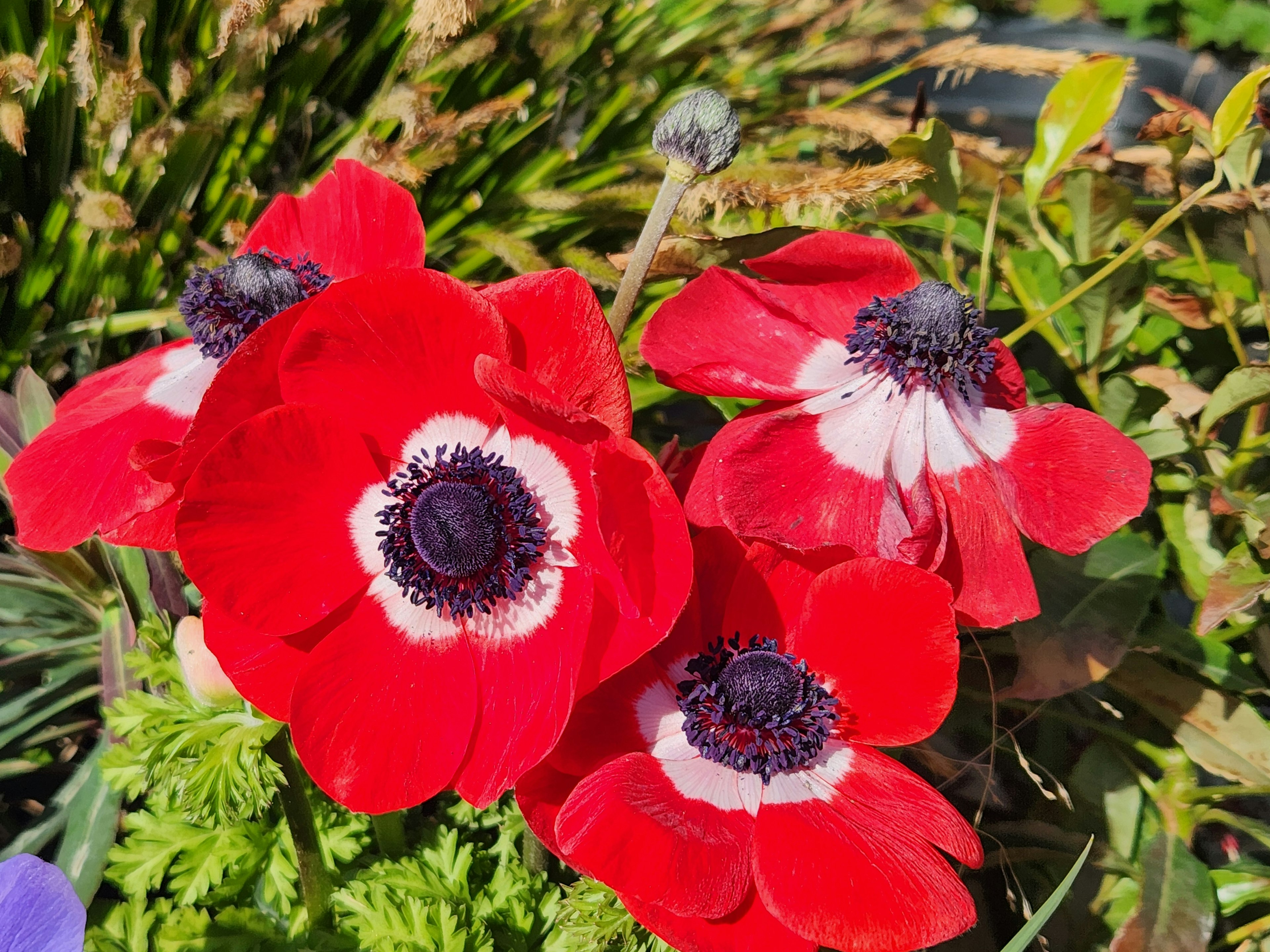 Bunga anemone merah cerah sedang mekar