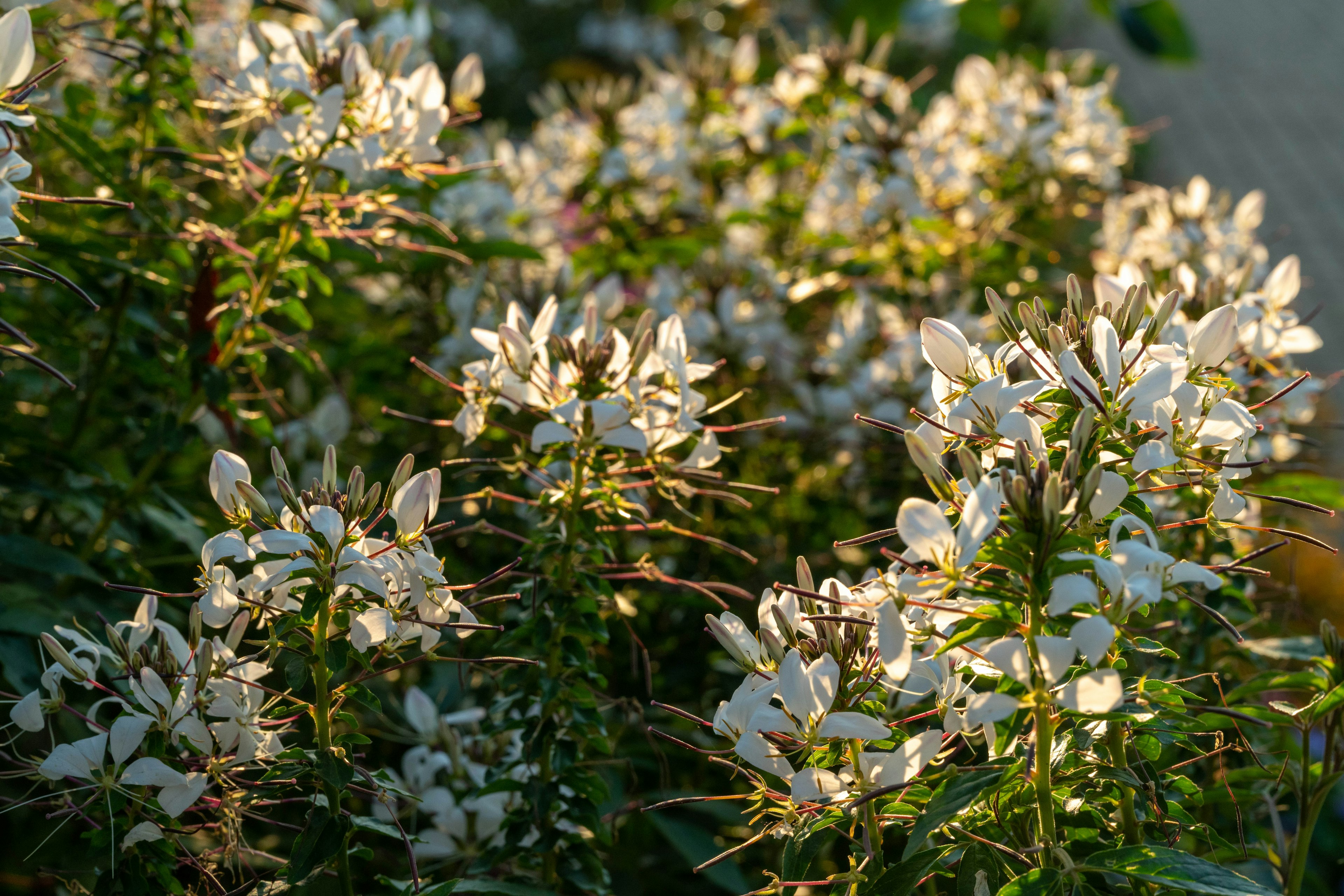 Nahaufnahme einer Pflanze mit weißen Blumen umgeben von grünen Blättern und sanftem Licht