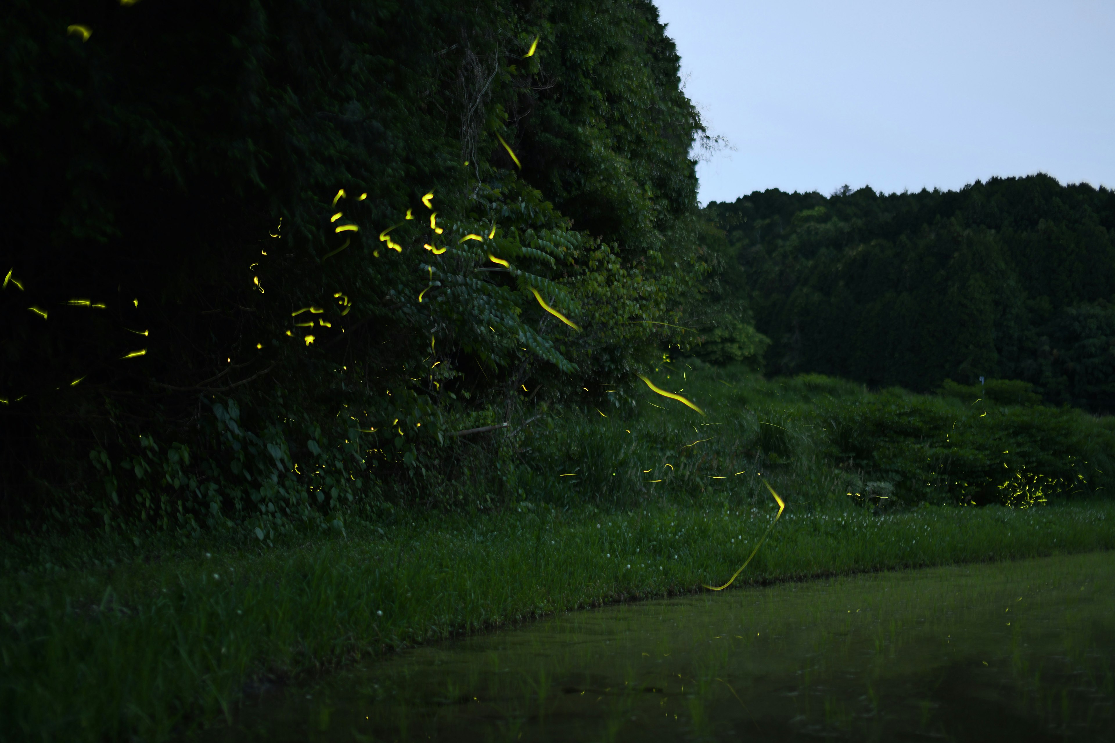 Luci delle lucciole in un paesaggio notturno