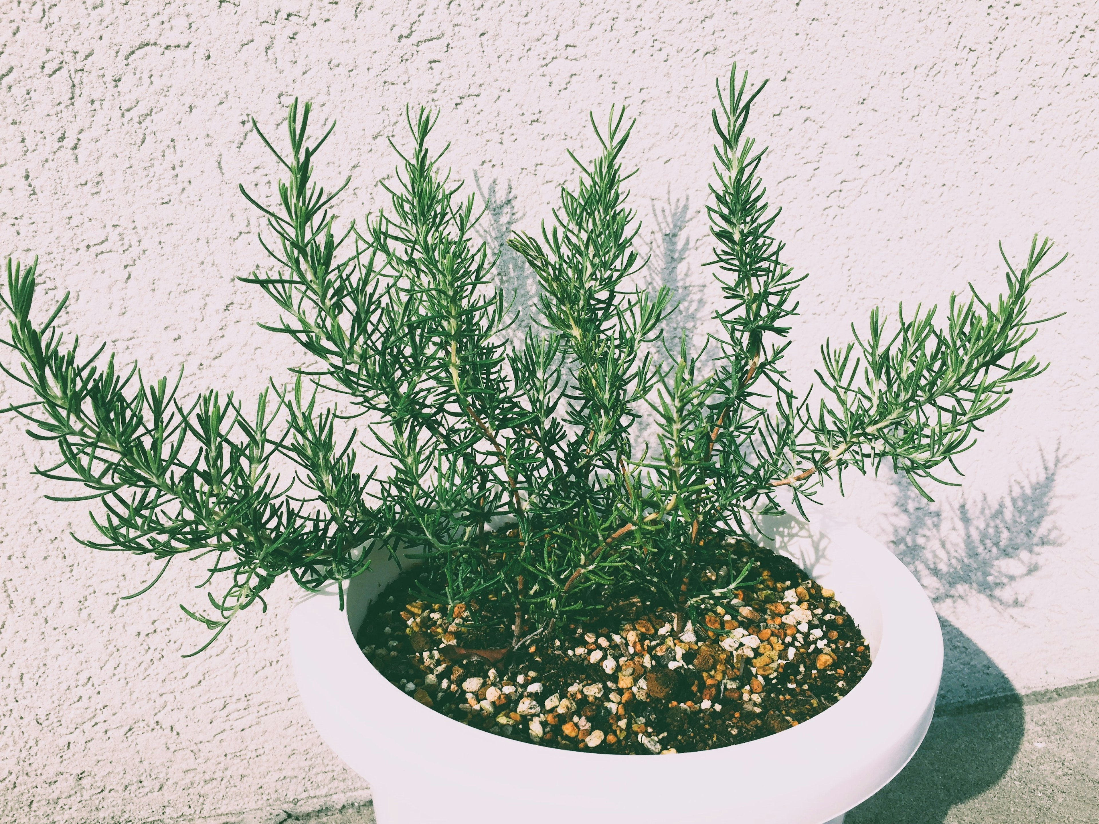 Green herb plant in a white pot against a wall