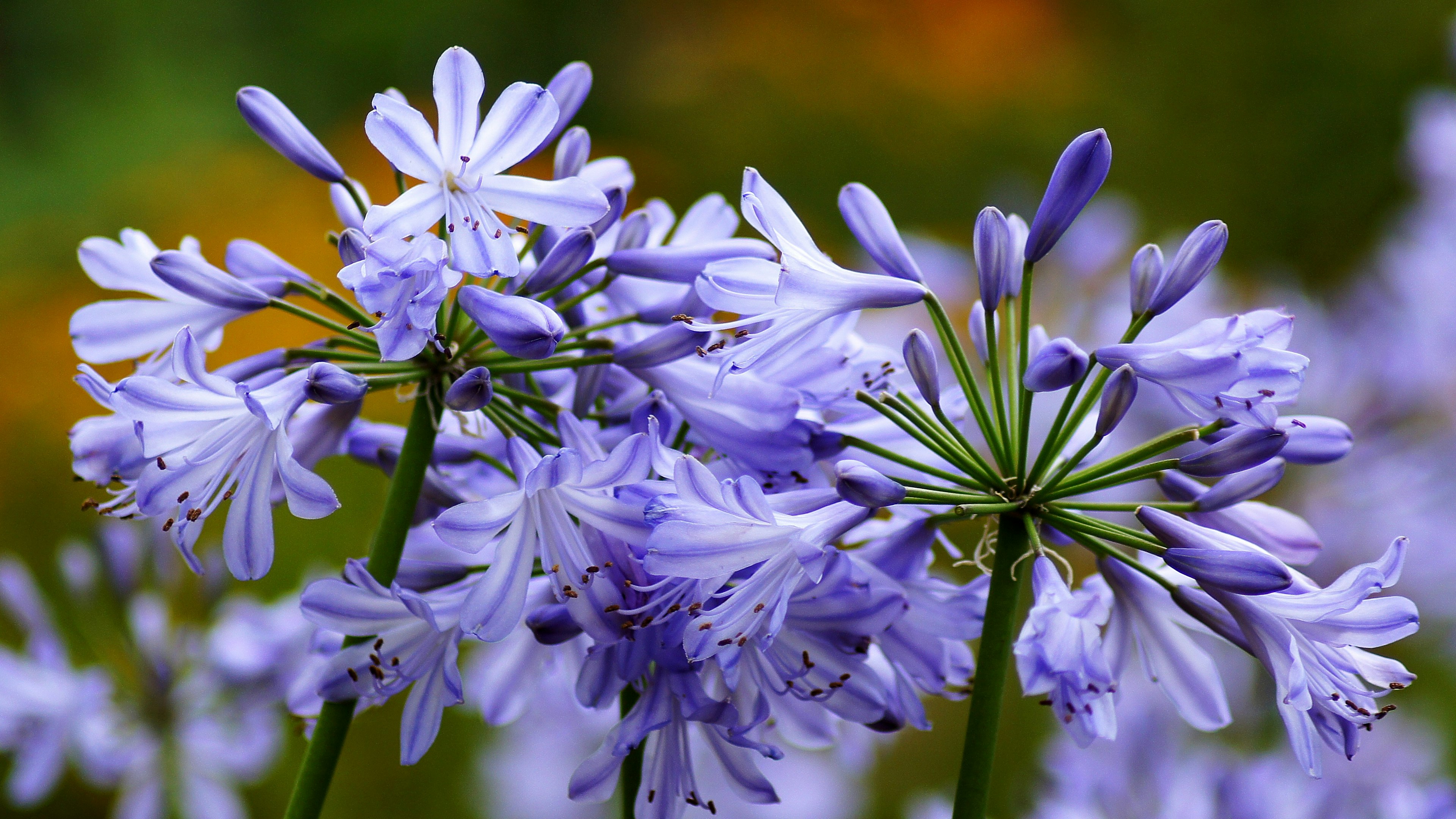 Schöner Blumenstrauß aus lila Agapanthus-Blüten