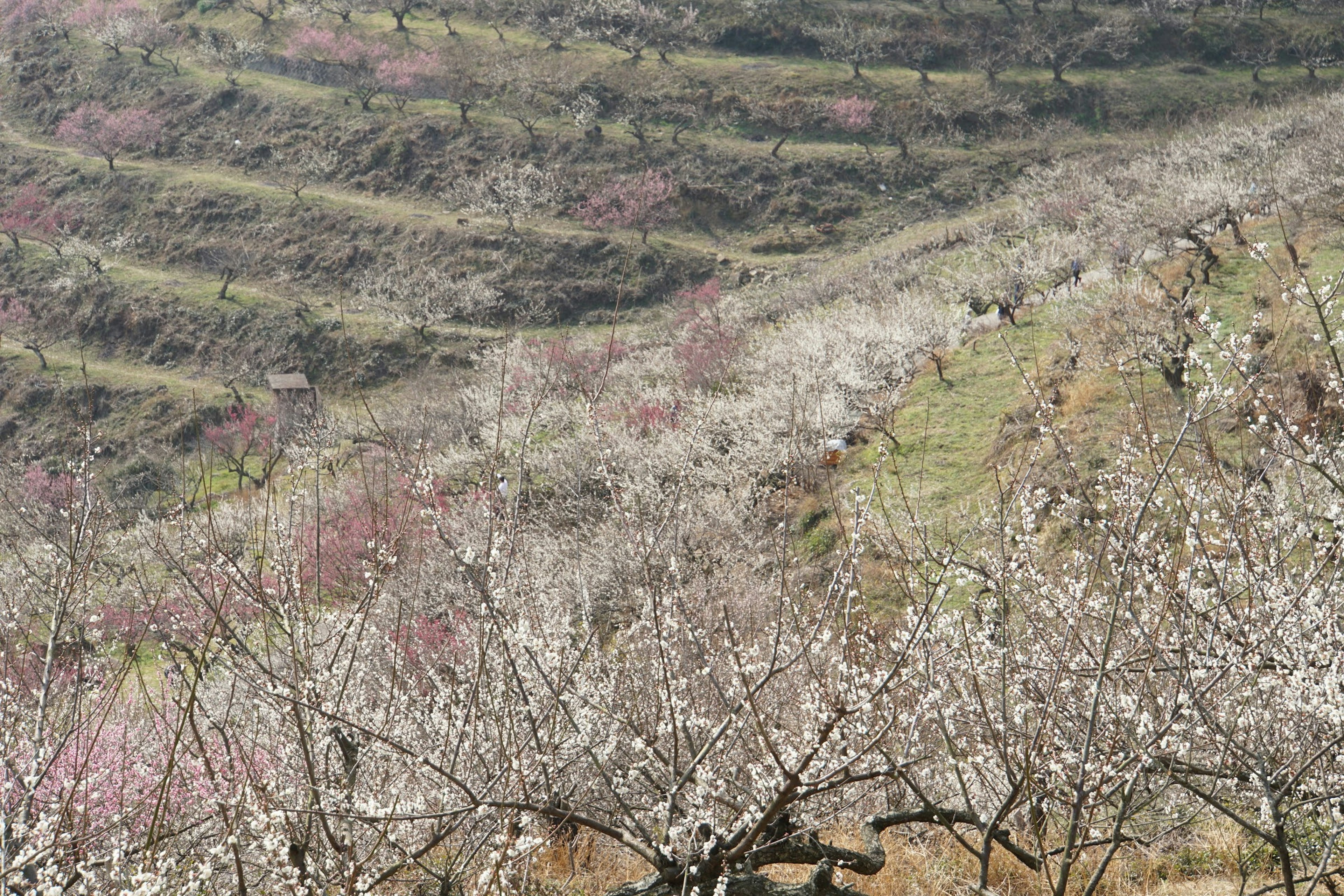 Vista panoramica di alberi di pesco in fiore in un paesaggio a terrazze