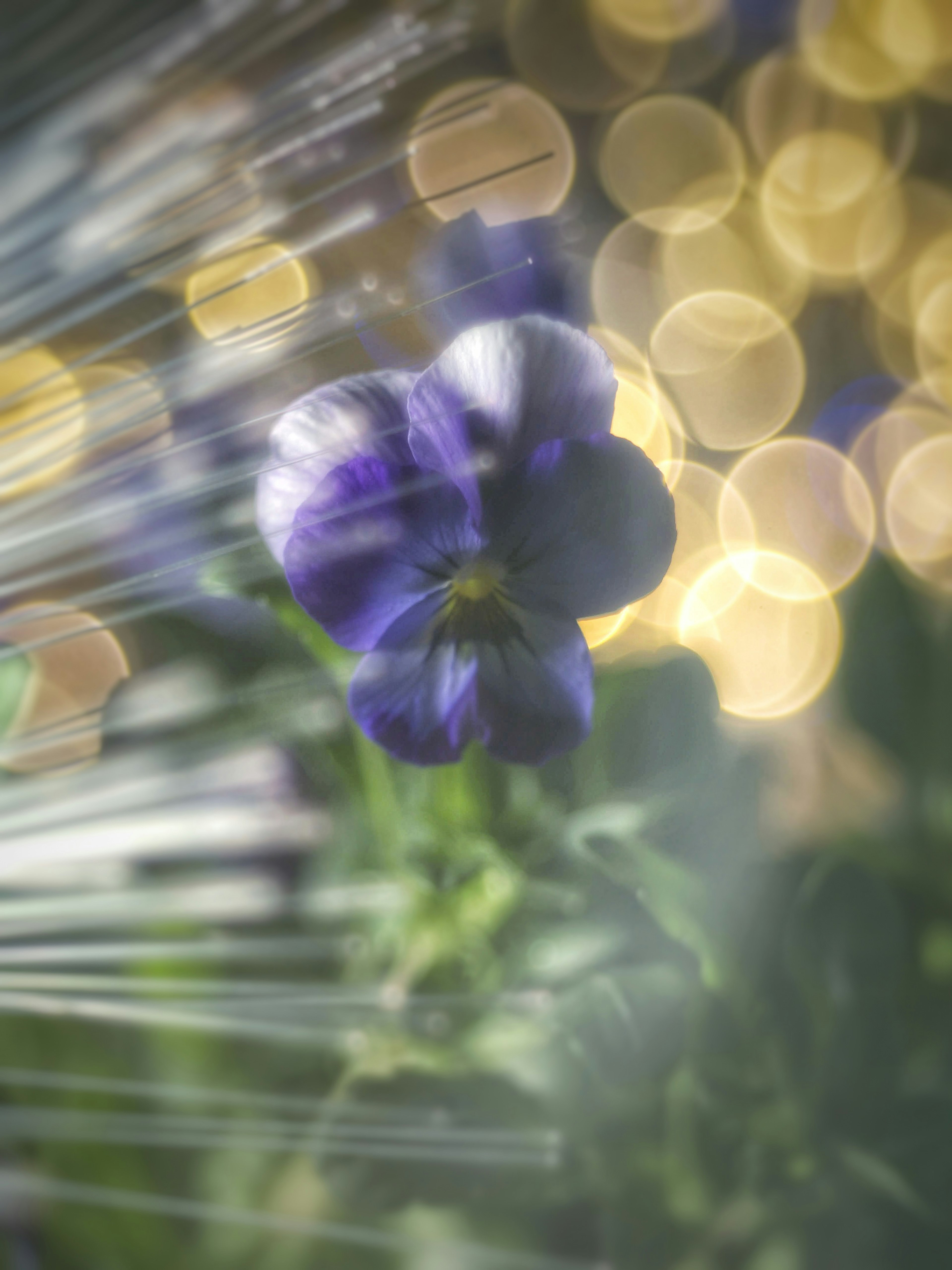 Un primo piano di un fiore viola con uno sfondo dorato sfocato