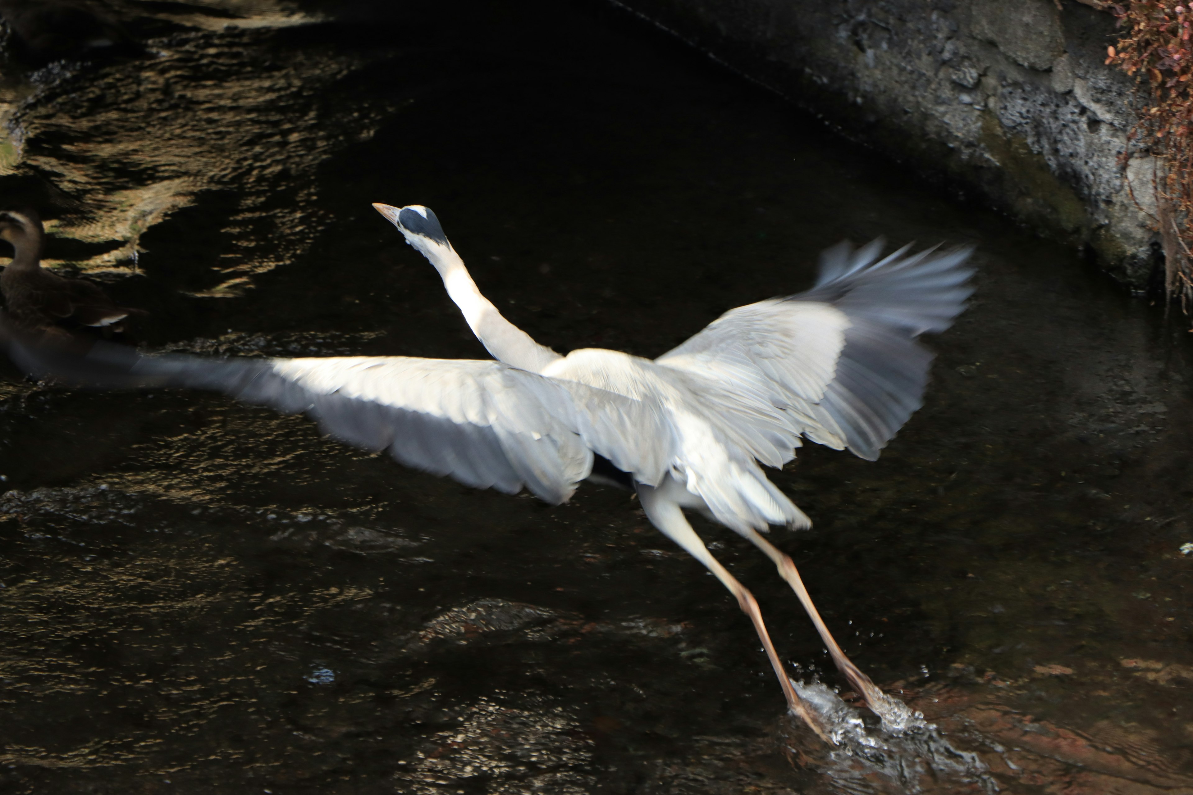 Ein weißer Reiher, der über das Wasser fliegt