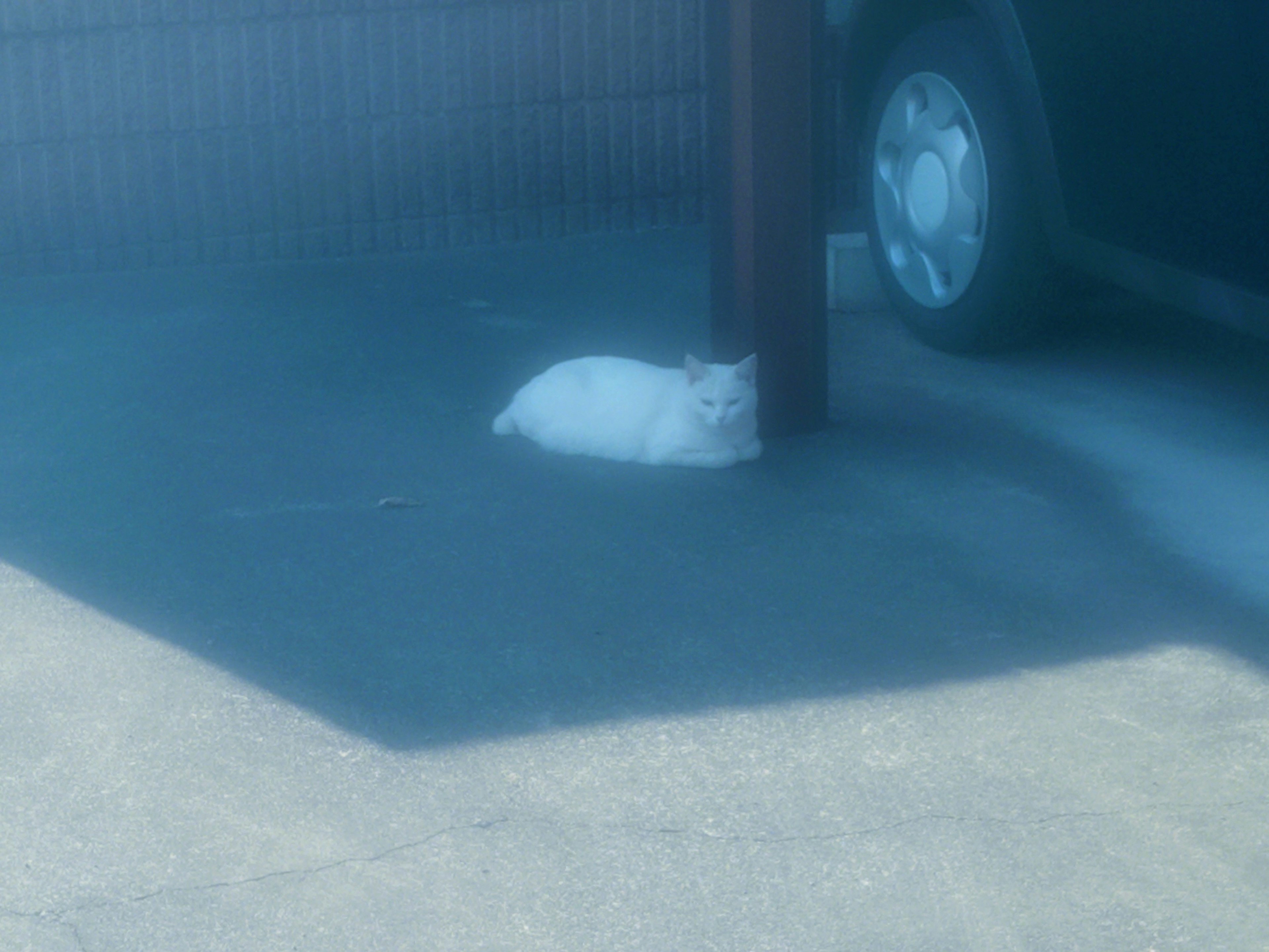 A white cat lying near a post