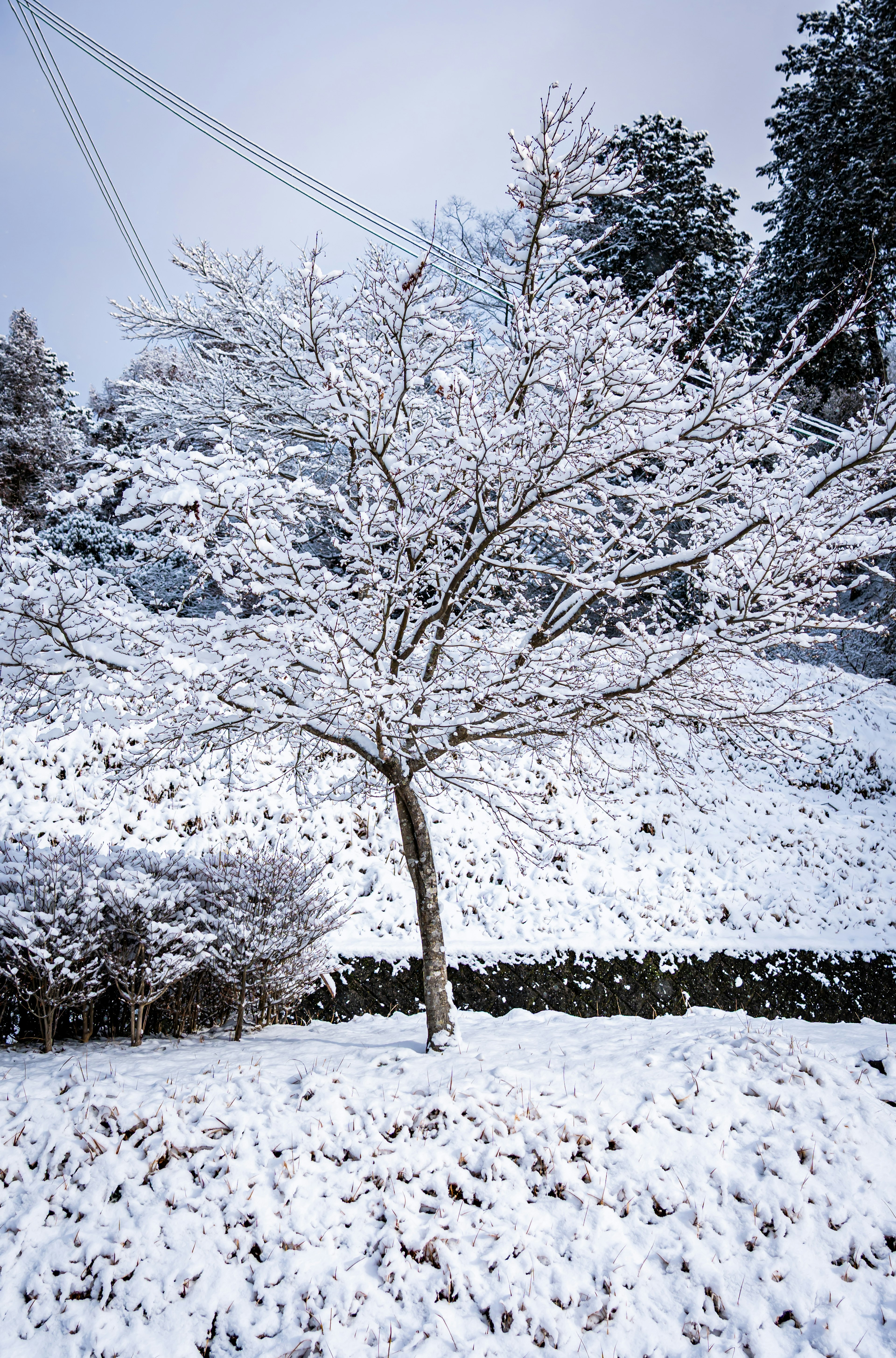 Albero coperto di neve in un paesaggio invernale