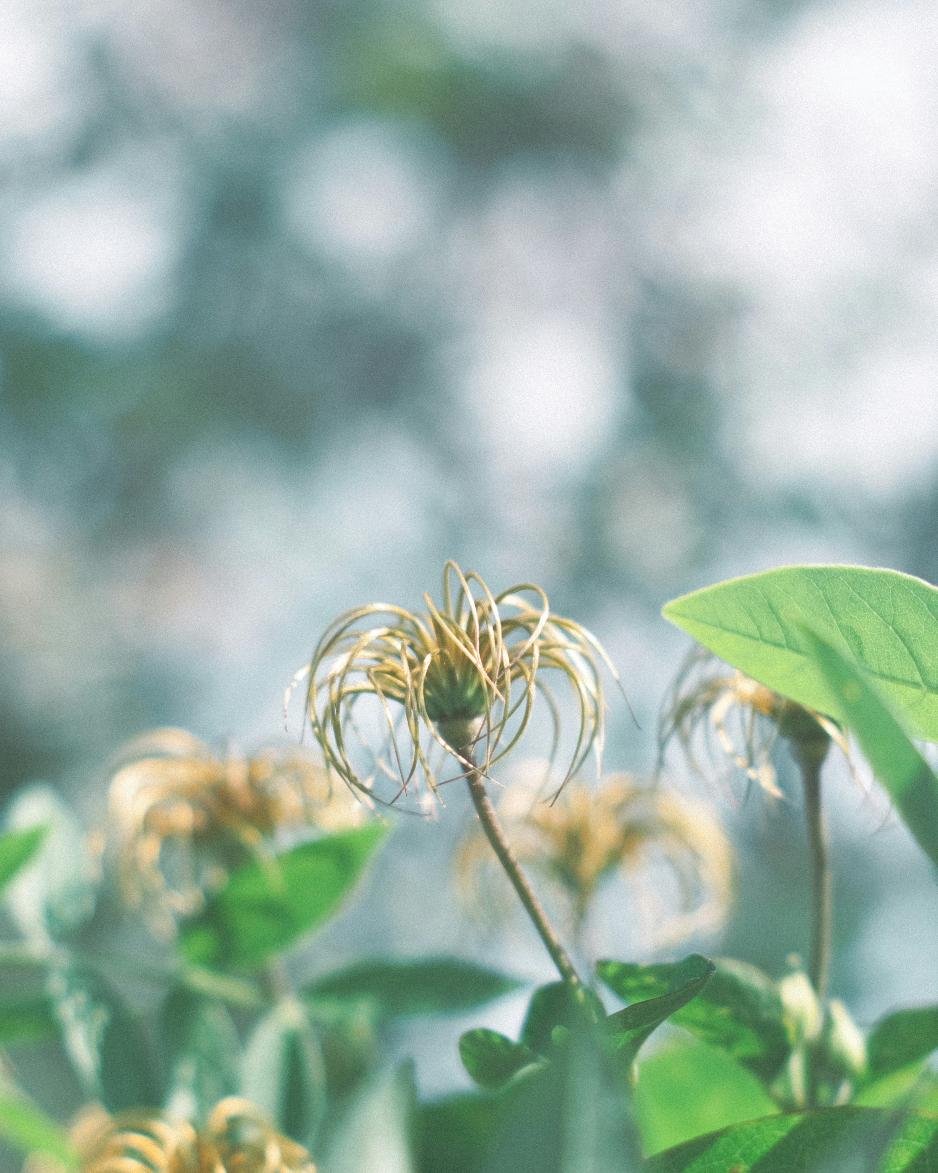 Primo piano di una pianta con fiori a spirale su uno sfondo sfocato