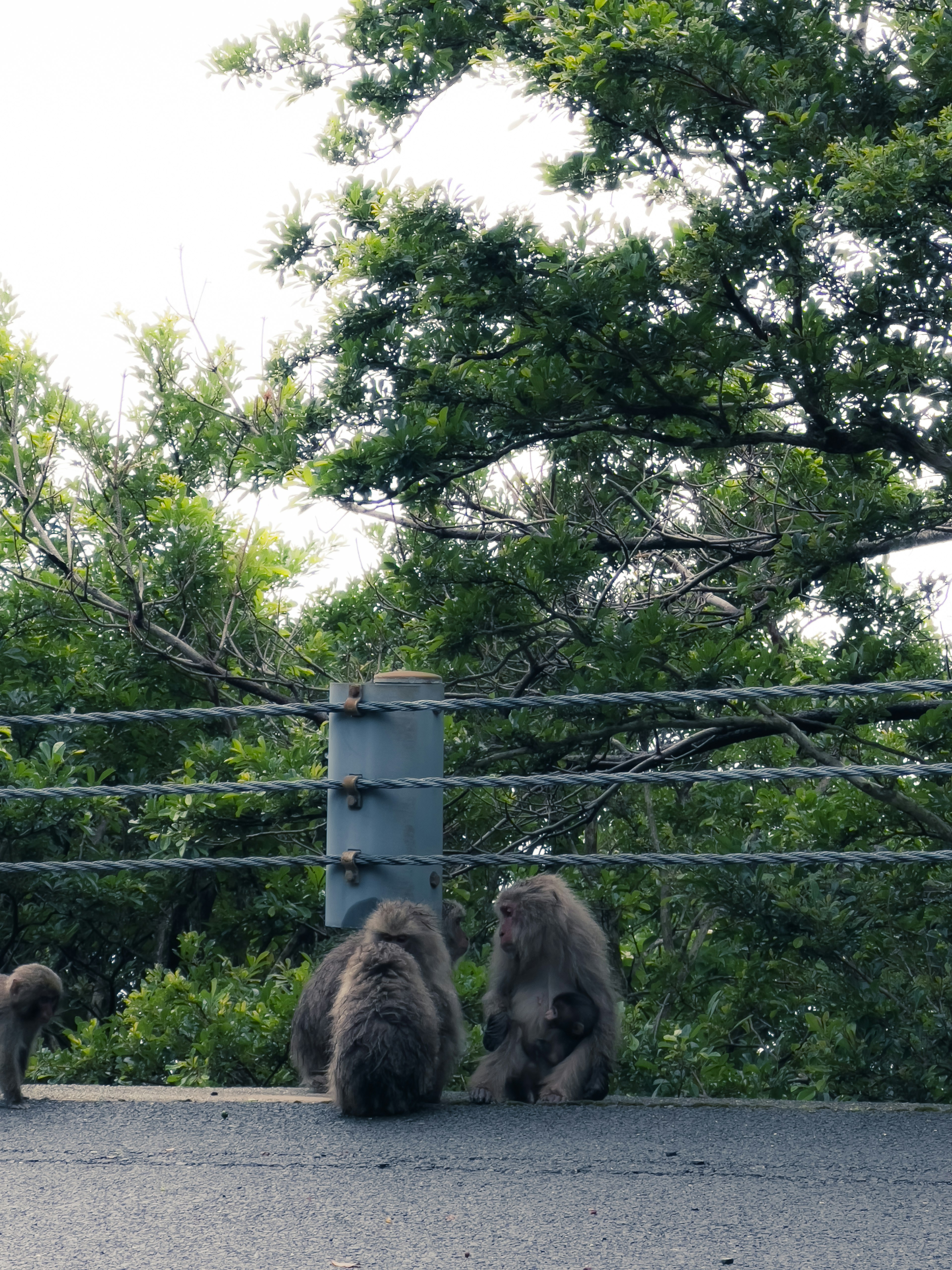 Des babouins assis ensemble avec des arbres verts en arrière-plan