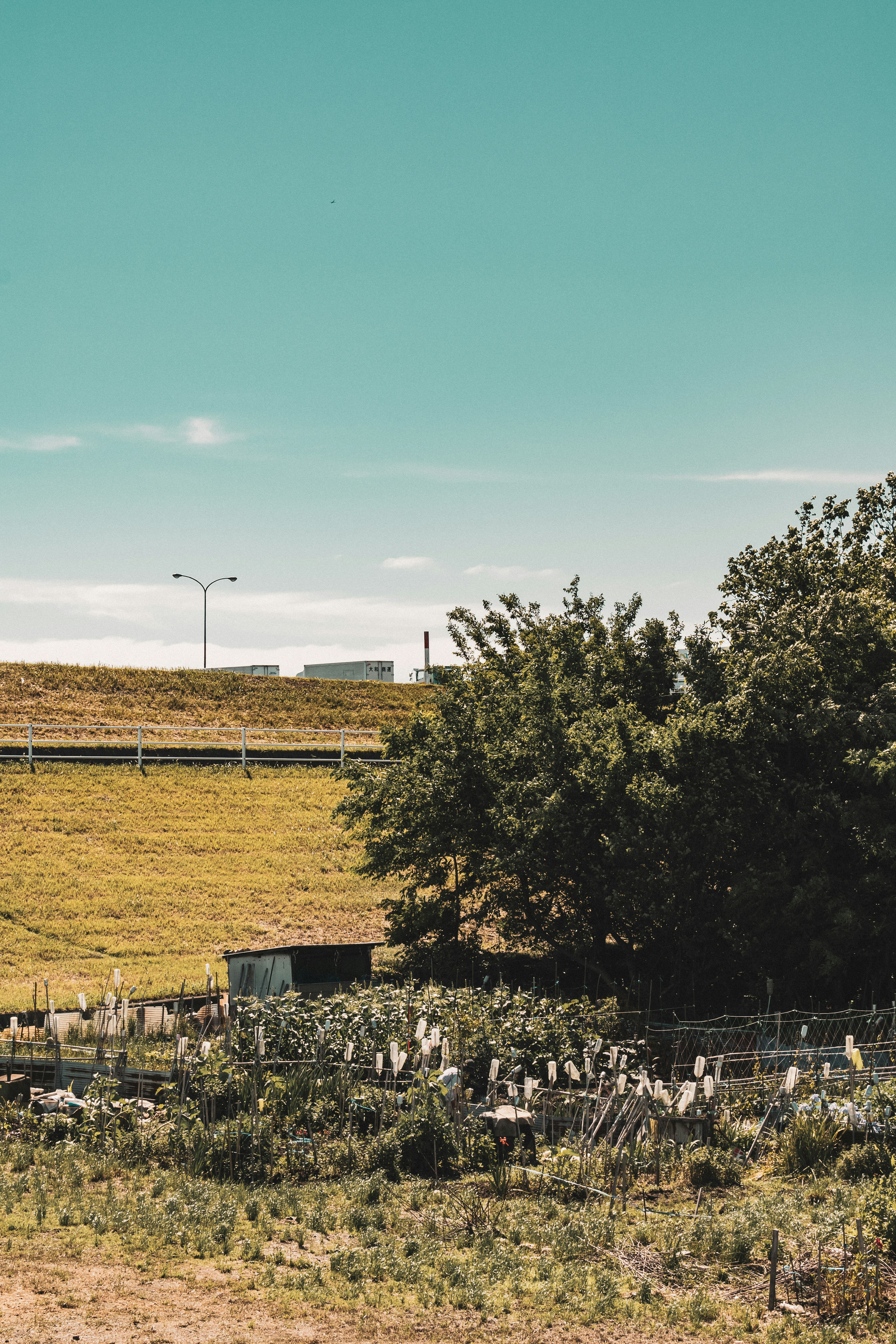 Arbre verdoyant sous un ciel bleu avec paysage agricole