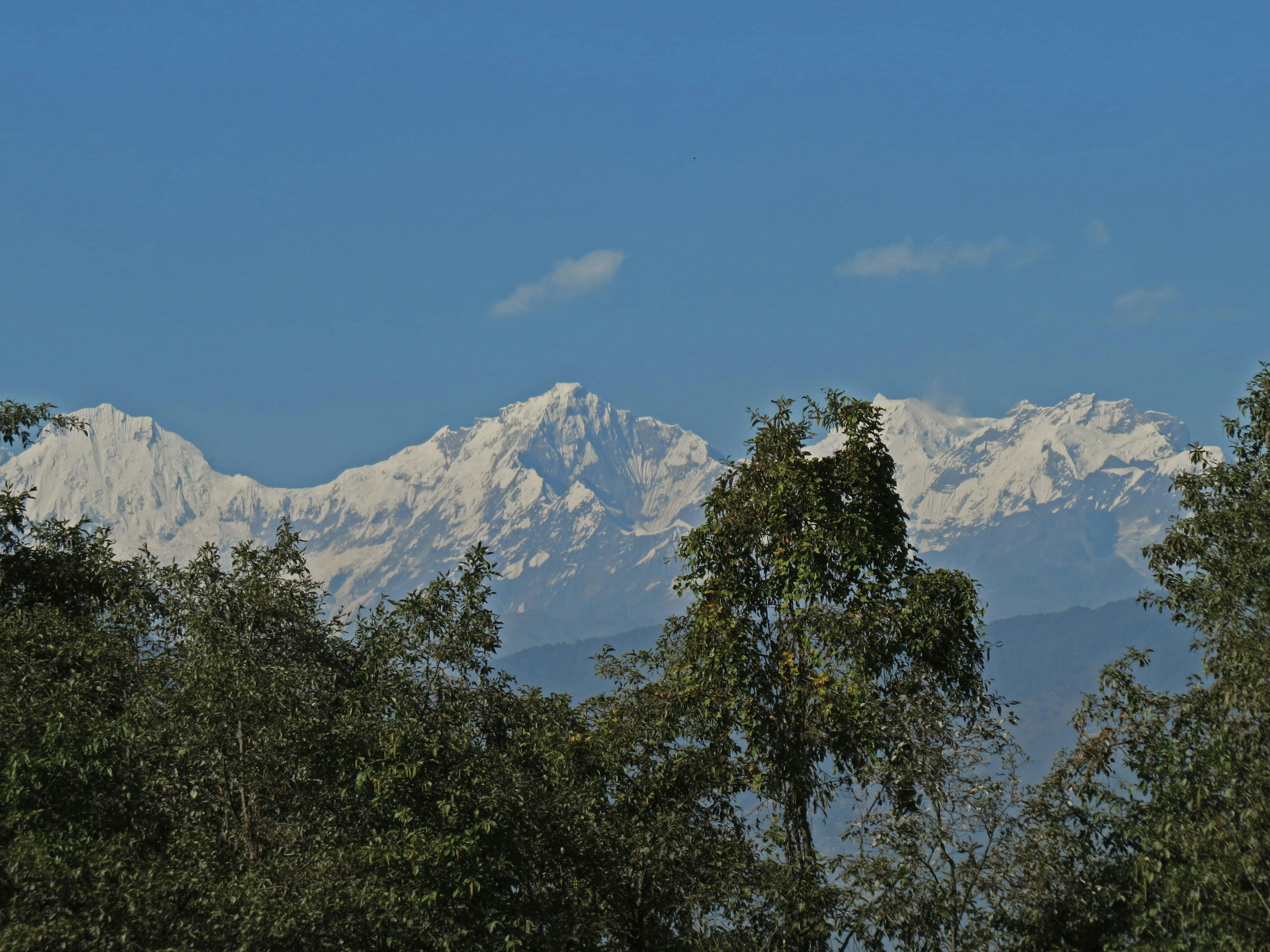 Montagne innevate con alberi verdi in primo piano