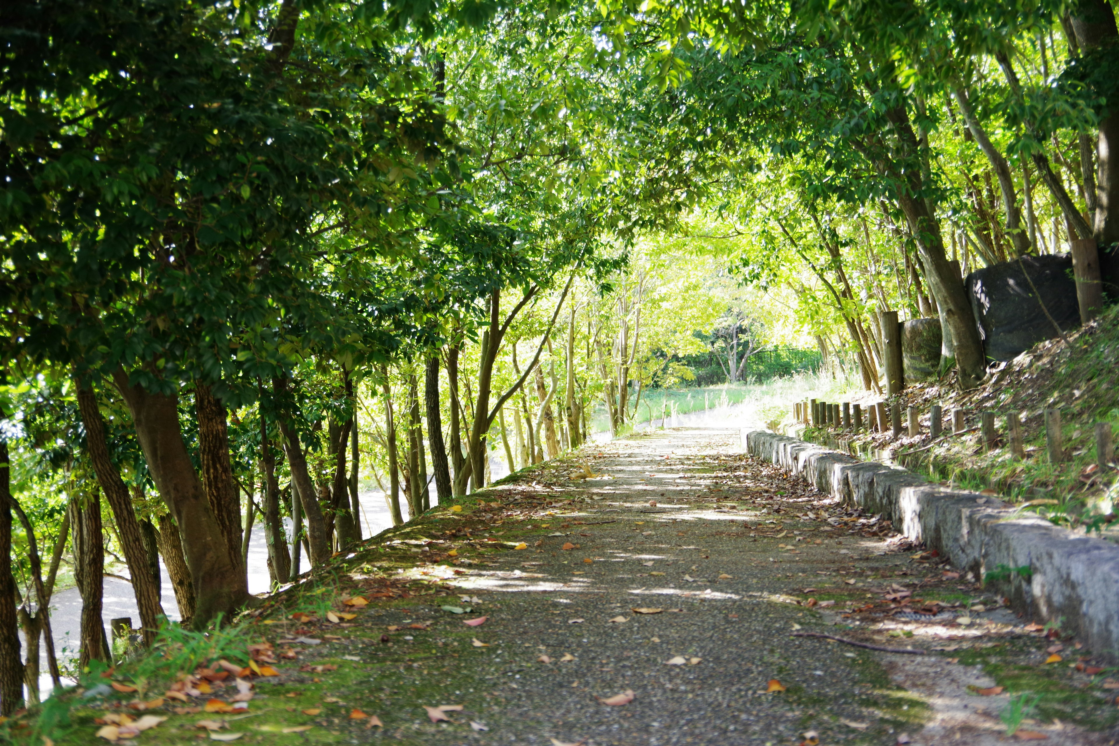 A peaceful pathway surrounded by lush green trees