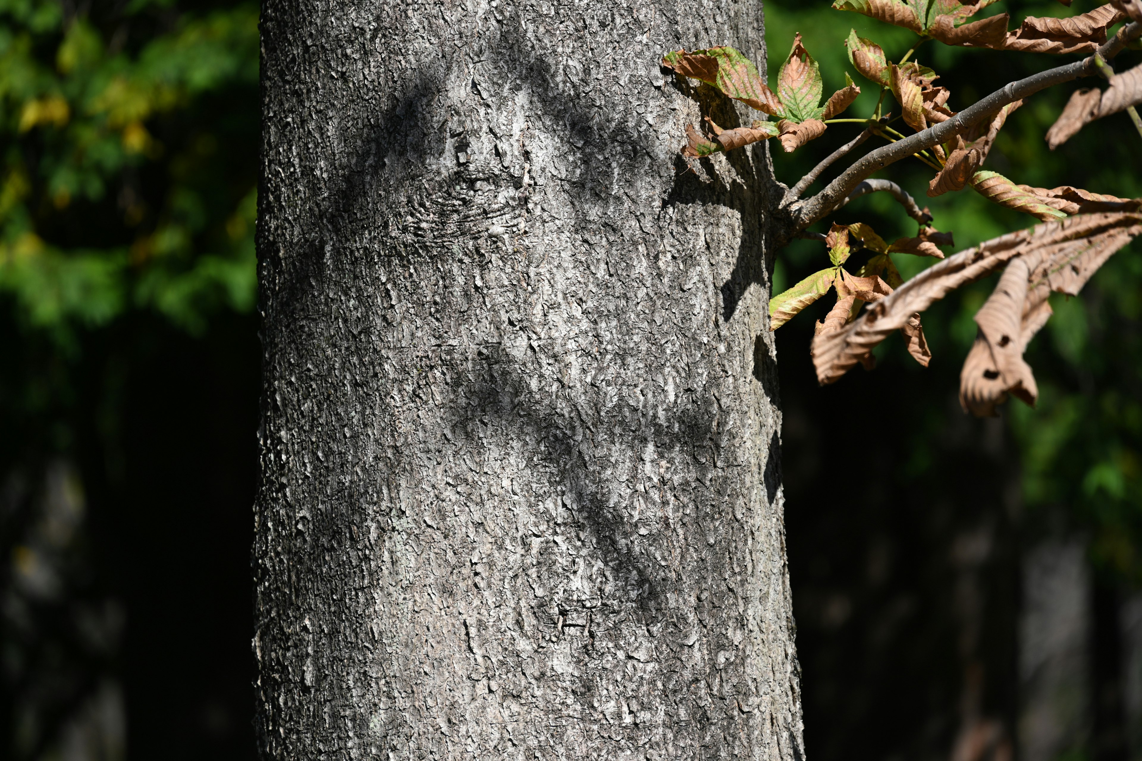 Carved pattern on a tree trunk with surrounding green leaves