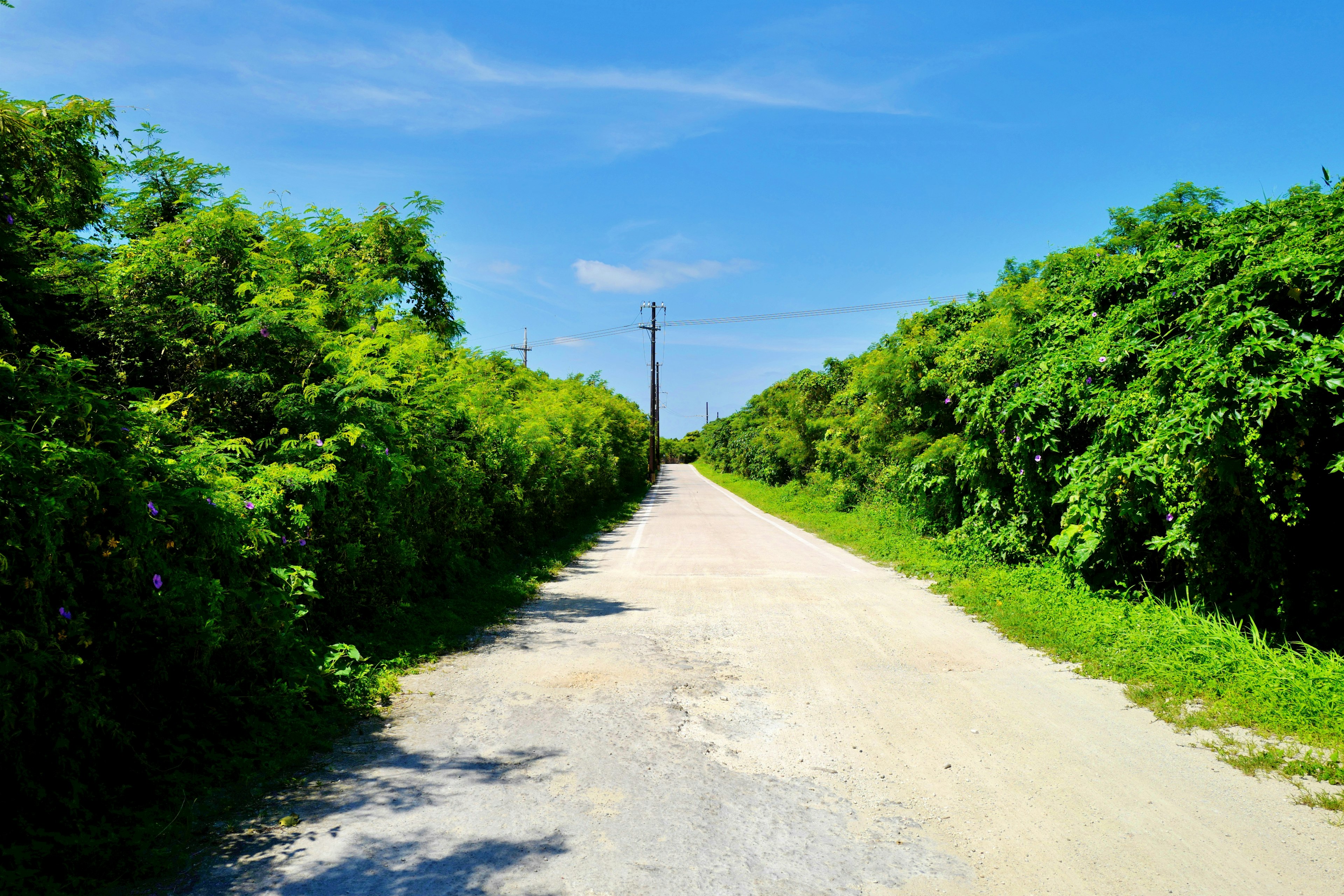 藍天之下，兩側是郁郁蔥蔥的綠色植被的碎石道路