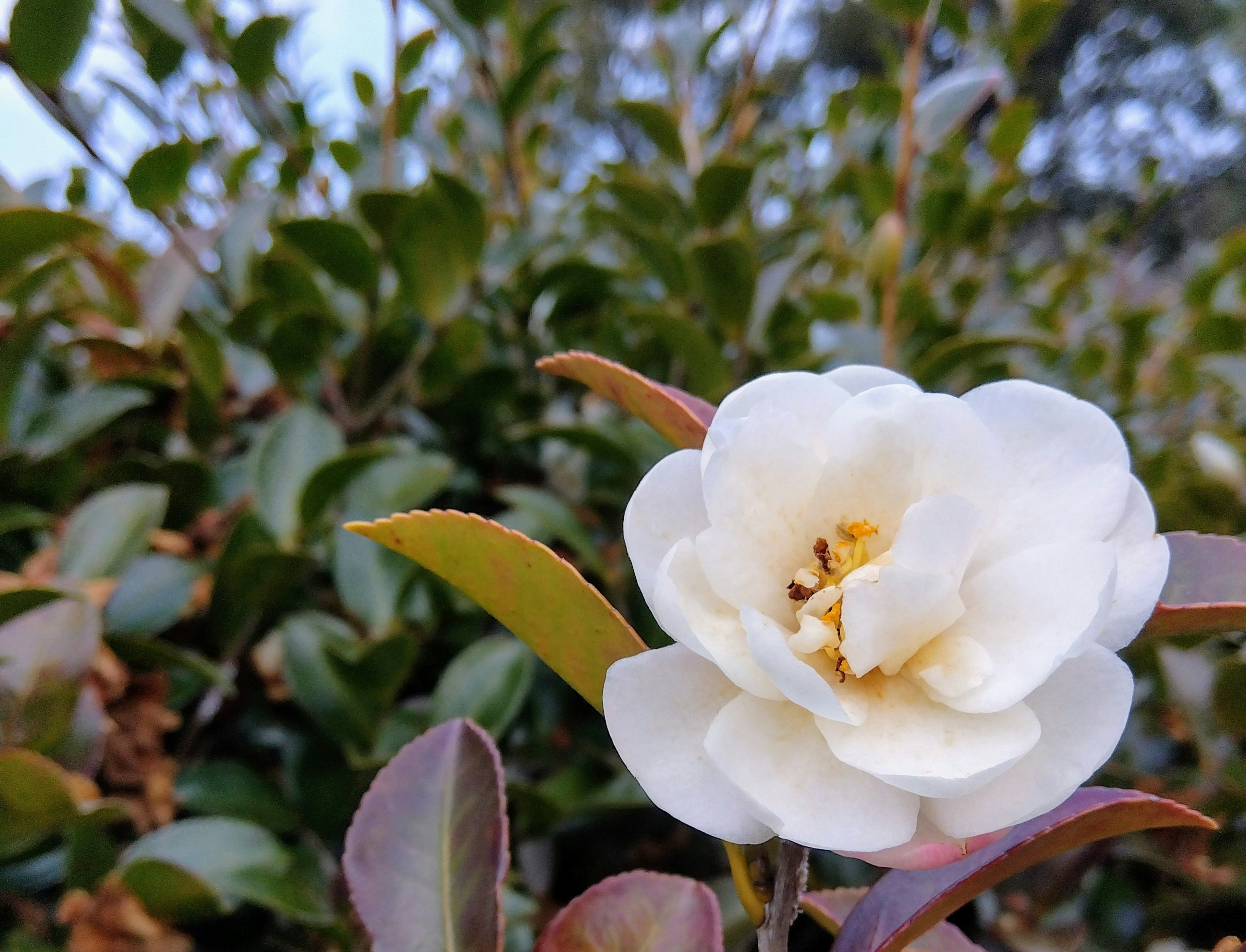 Close-up of a white flower with green leaves