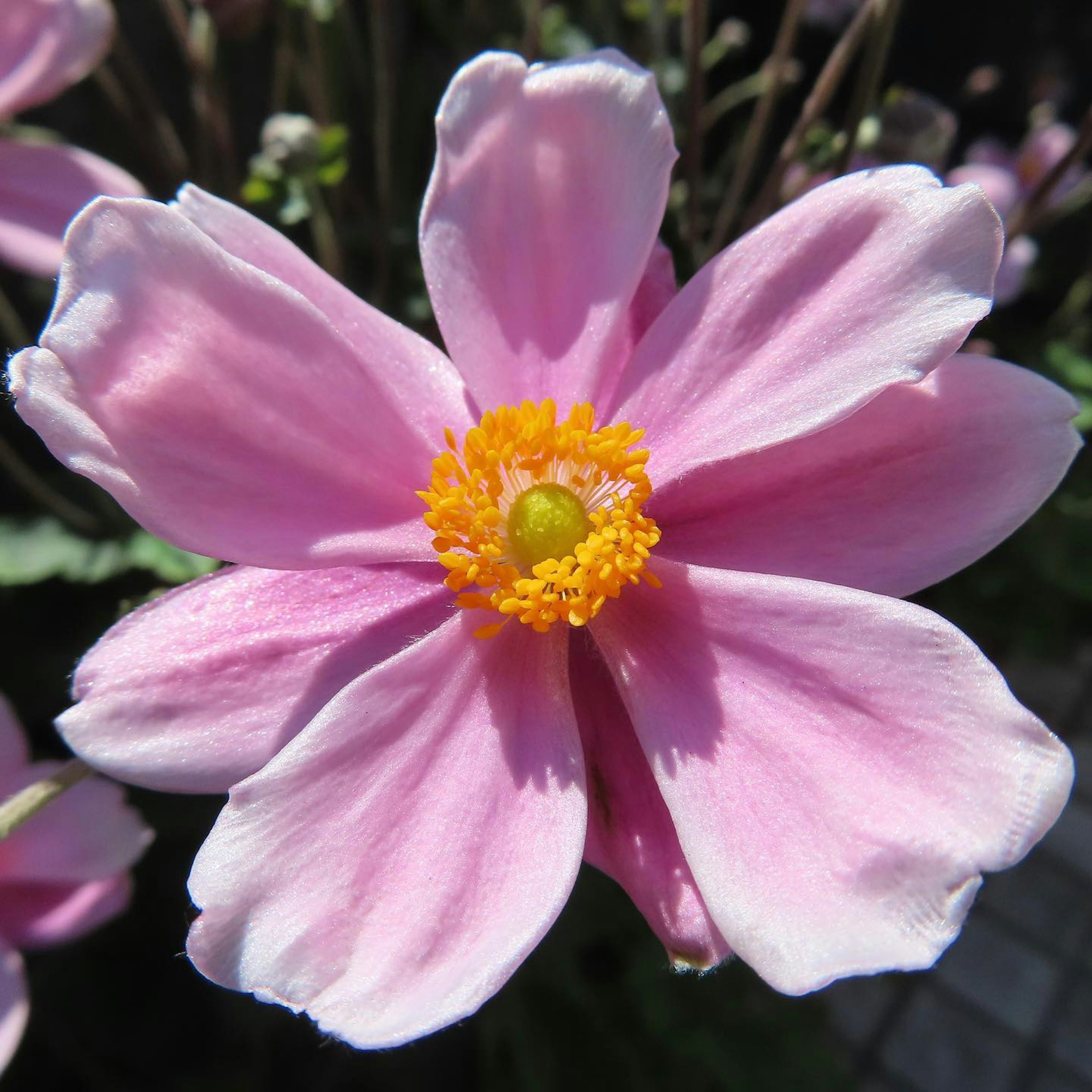 Fleur magnifique avec des pétales roses et un centre jaune