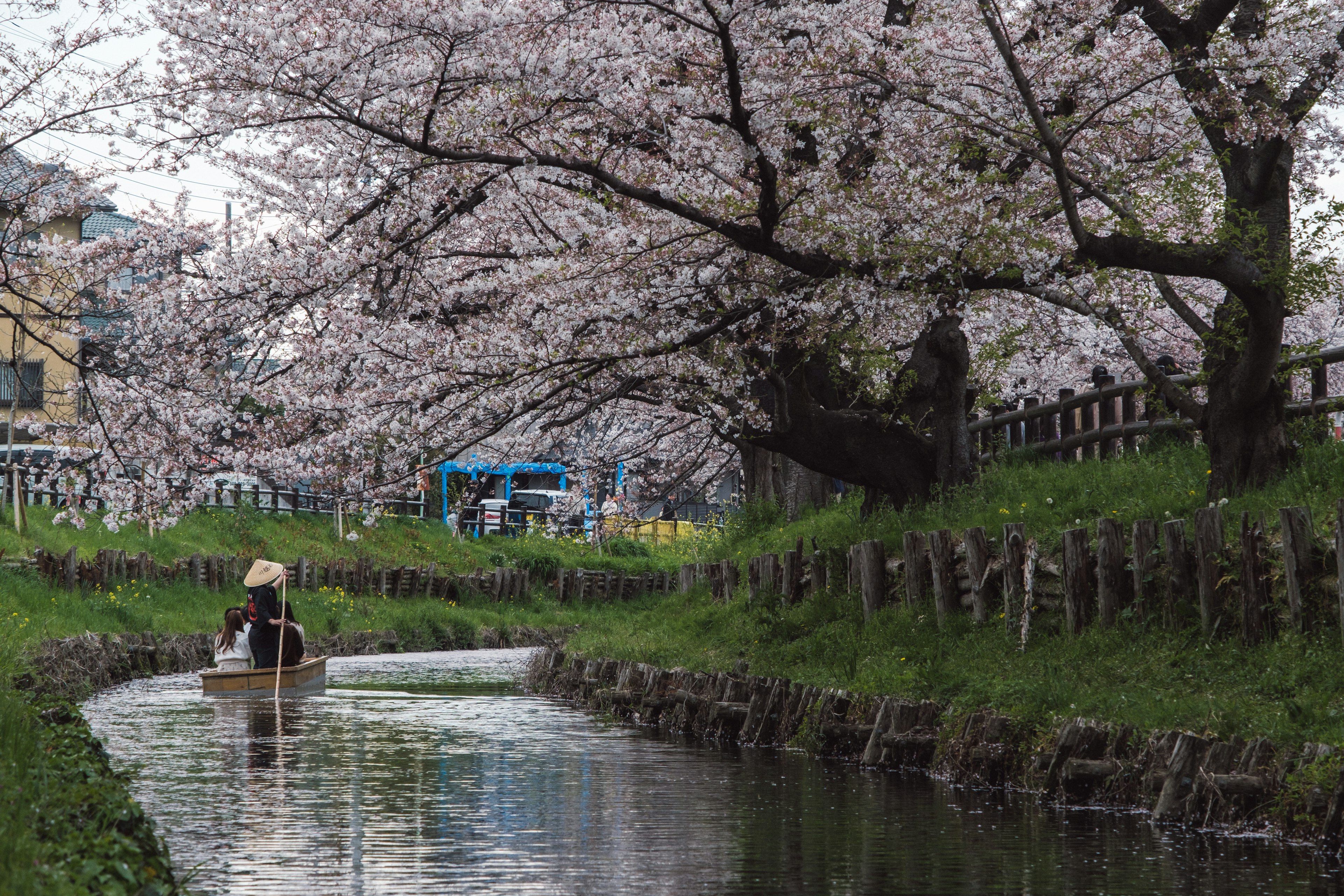 桜の木が咲いている水路を舟で進む人物