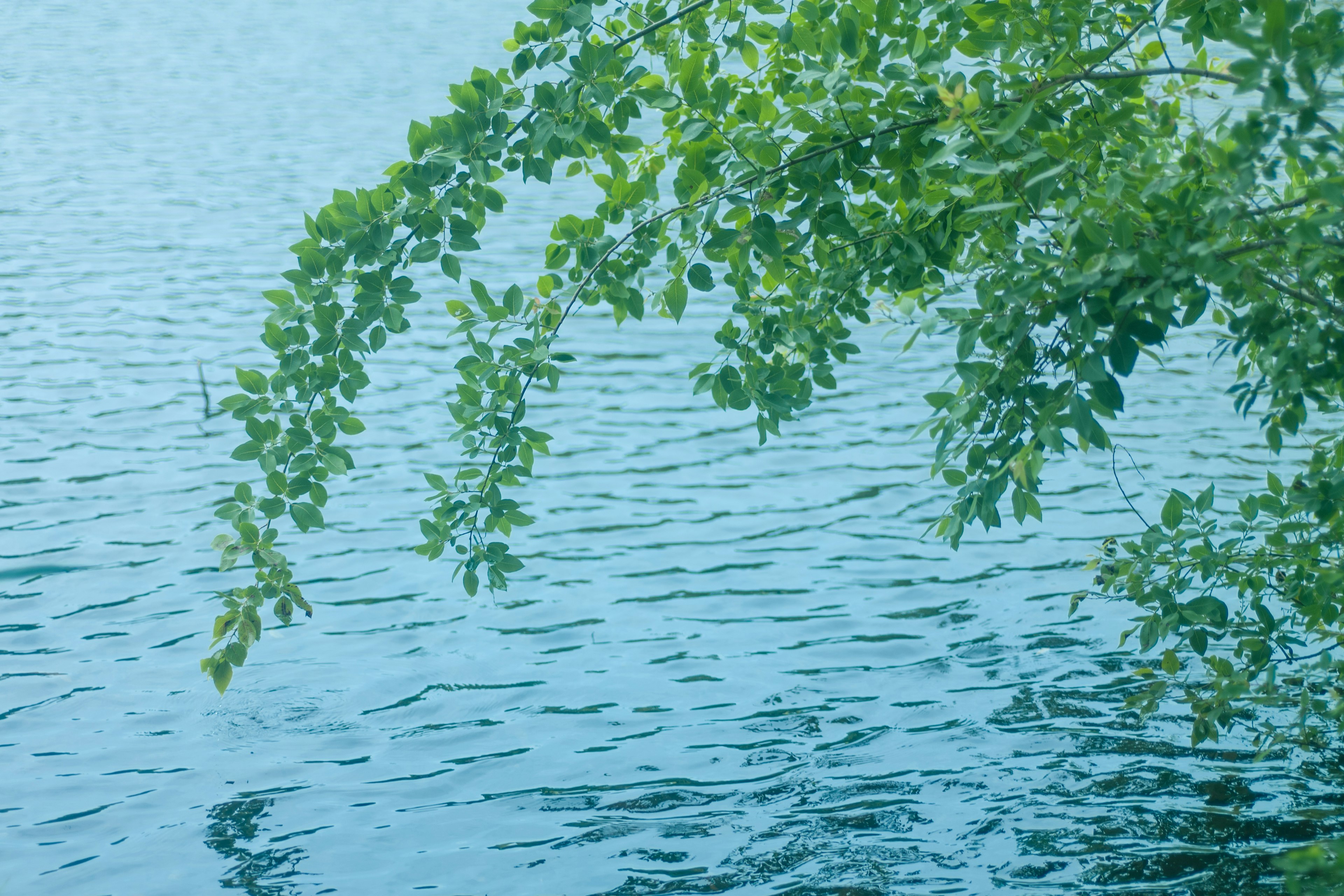 Grüne Blätter hängen über einer blauen Wasseroberfläche