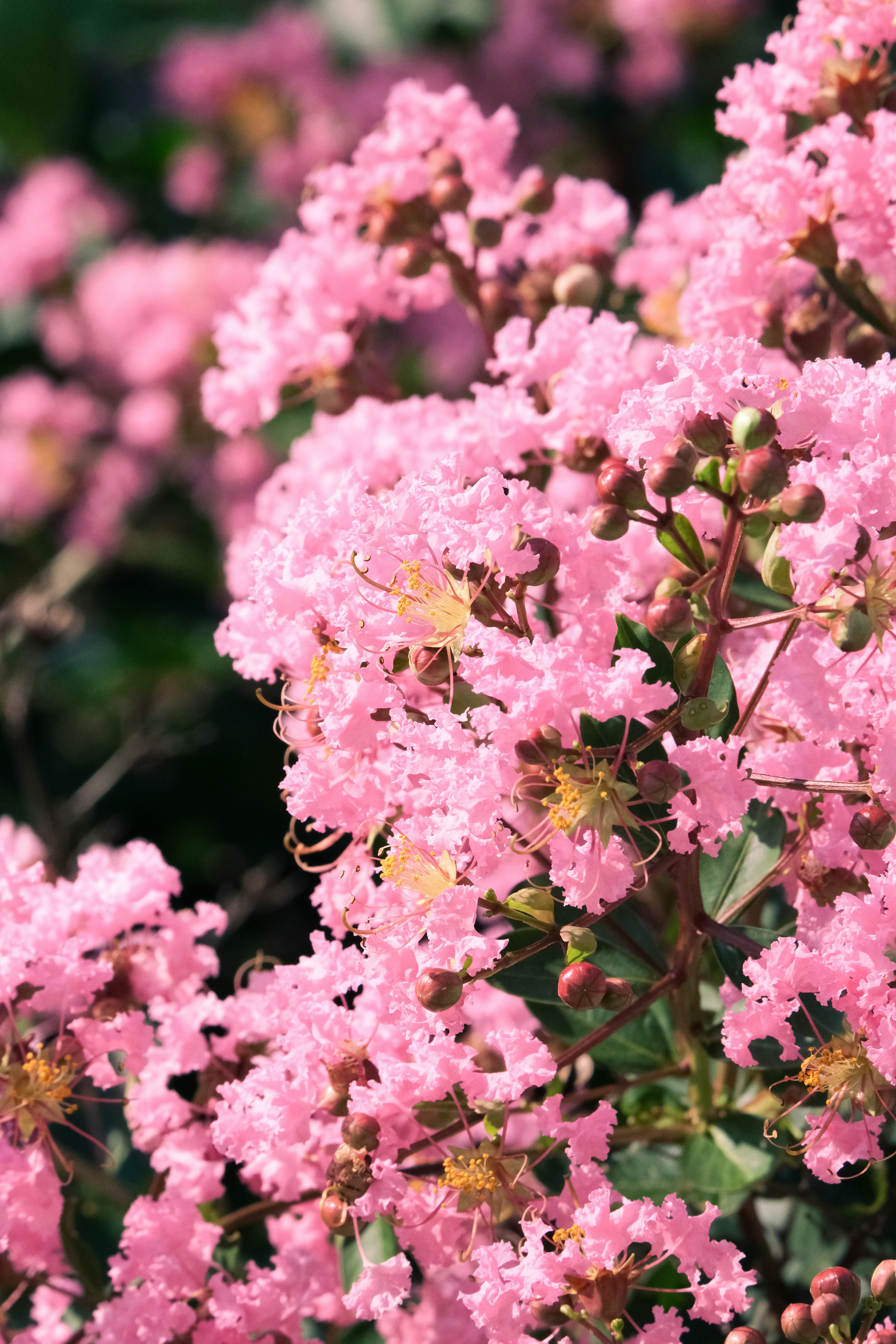 ピンクの花が咲くクレープミルクのクローズアップ