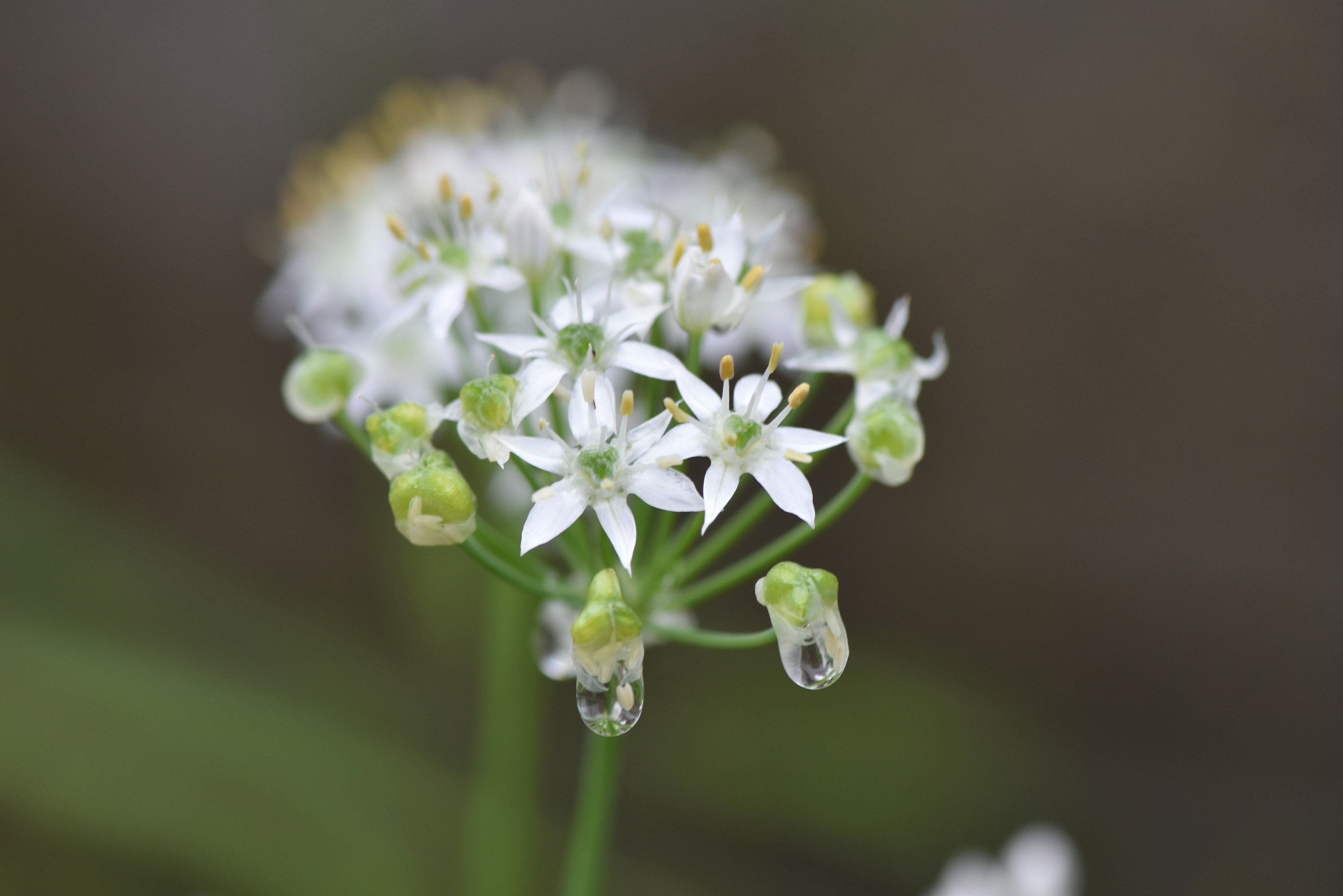 Nahaufnahme einer Pflanze mit Gruppen von kleinen weißen Blüten