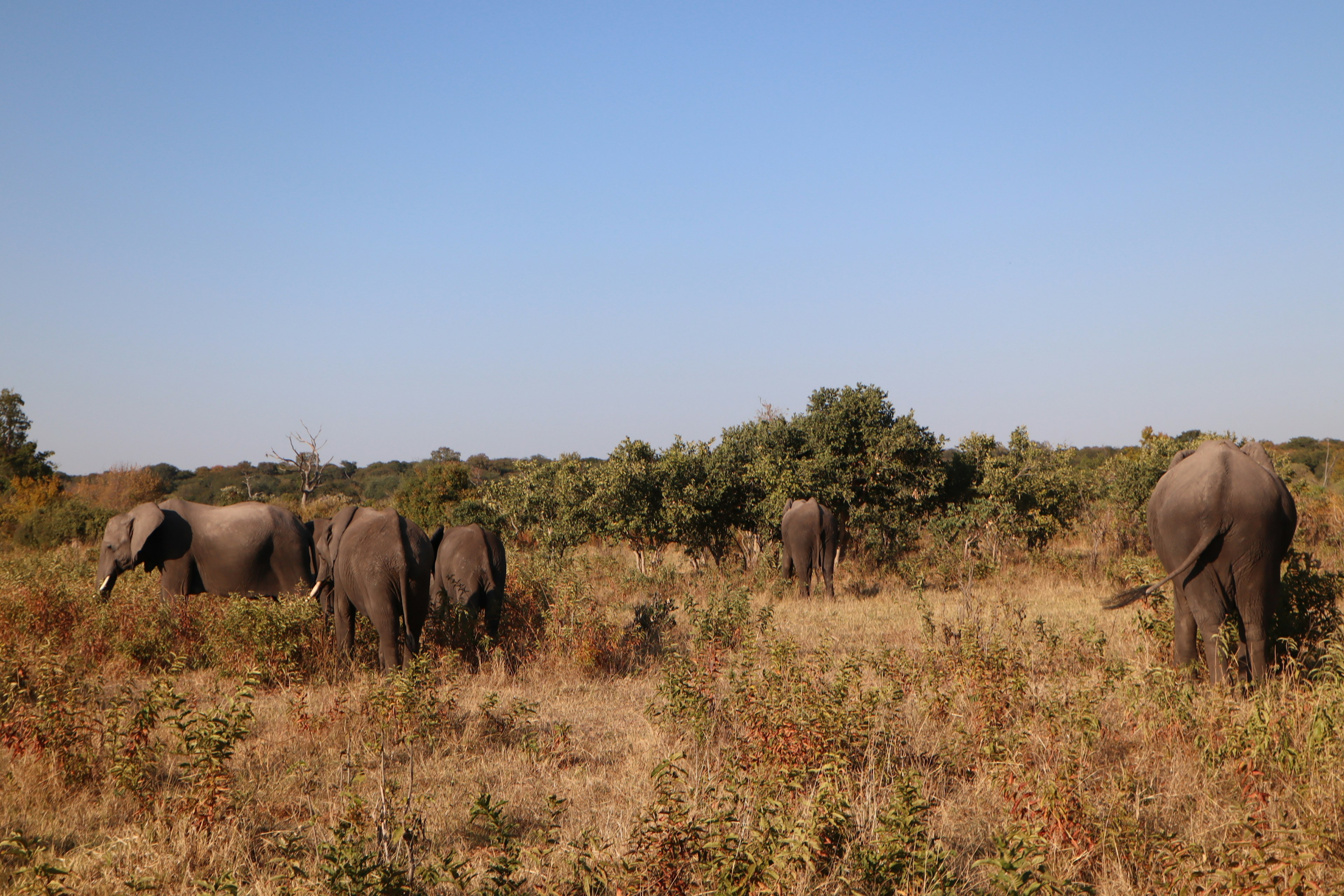 Một nhóm voi đang đi bộ trong cảnh quan savanna