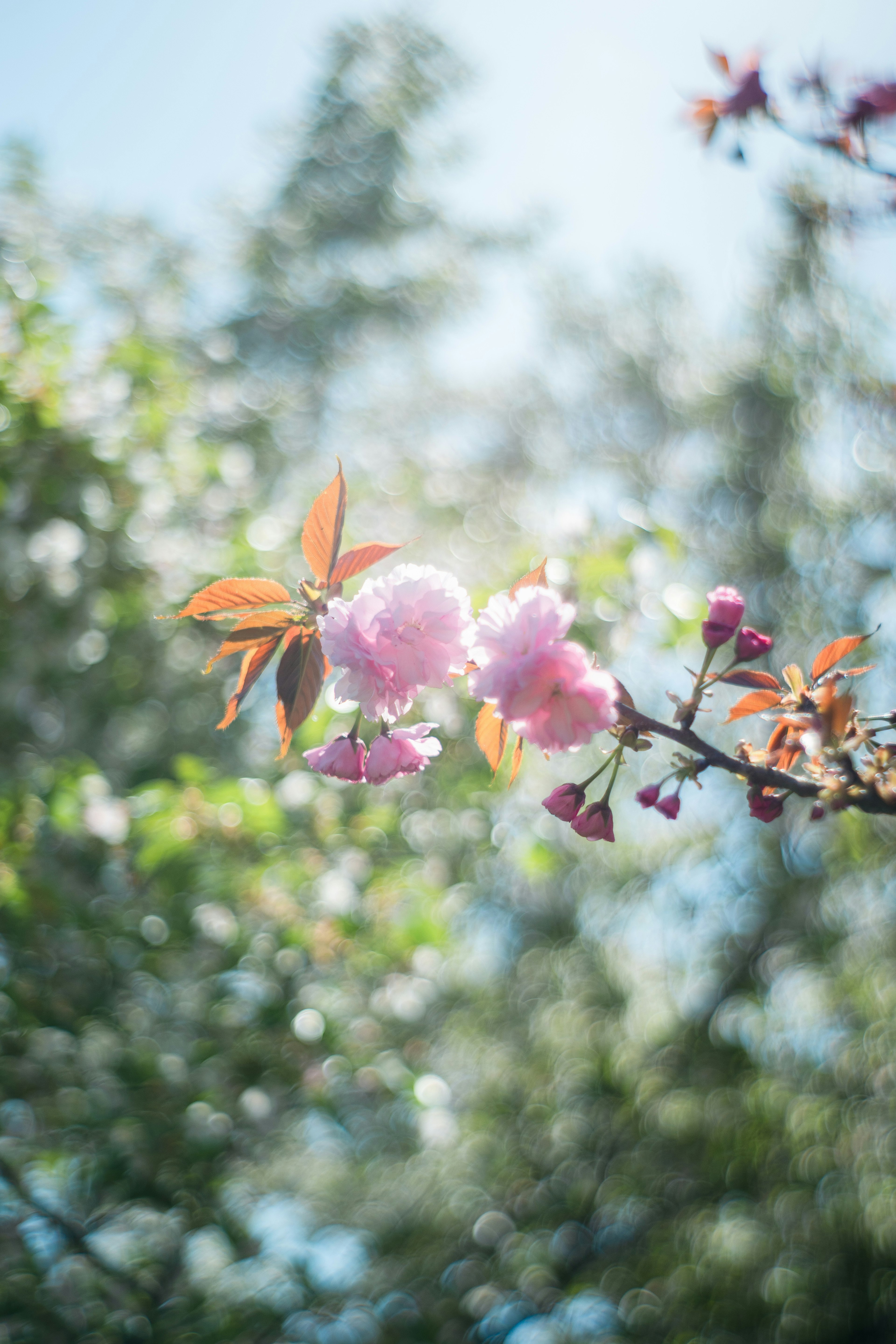 Acercamiento de una rama de flor de cerezo en primavera