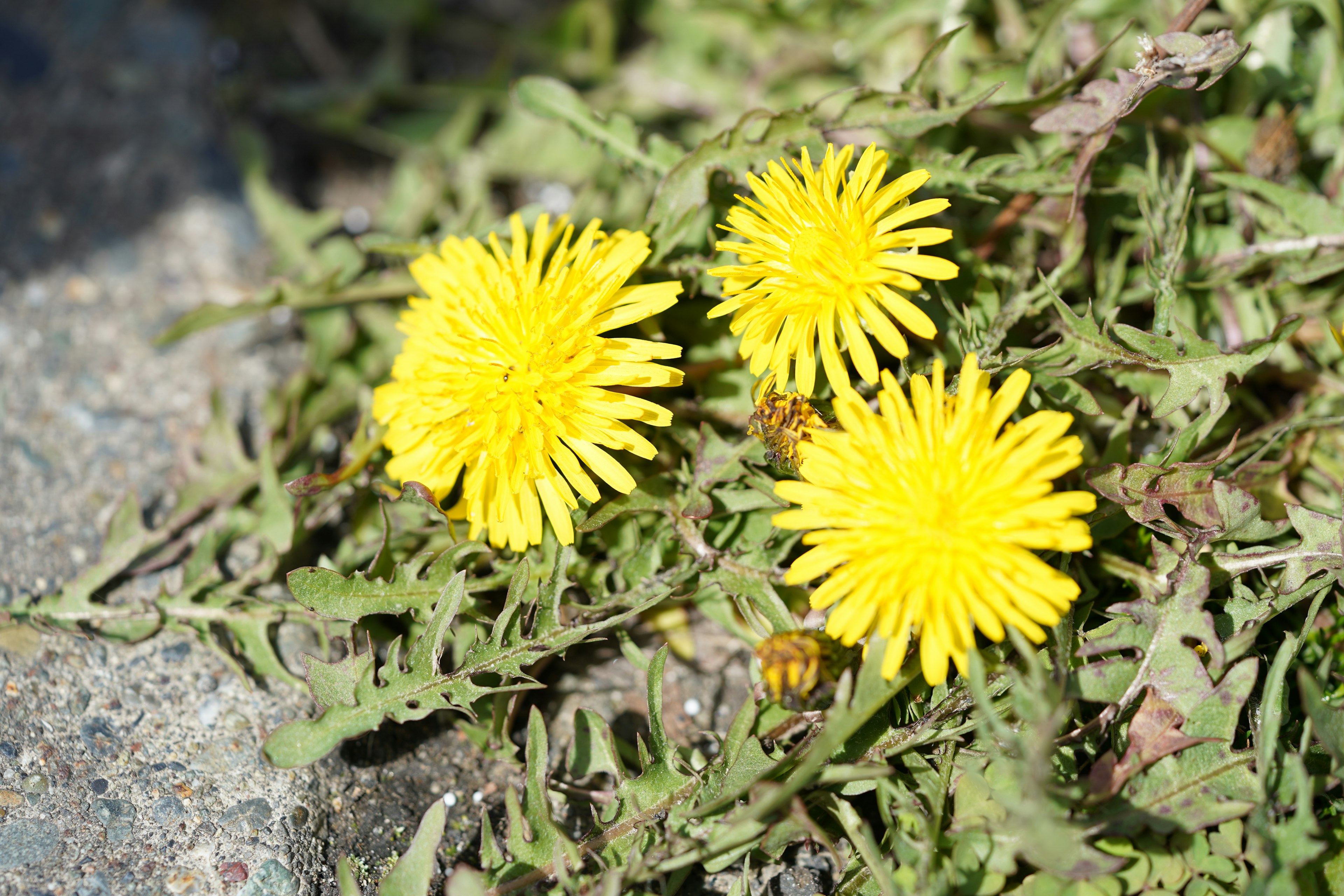 Drei leuchtend gelbe Löwenzähne umgeben von grünen Blättern